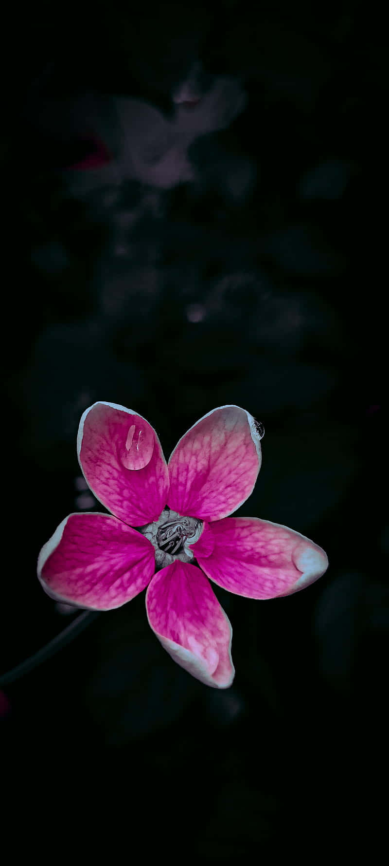 Orquídea Clara Negra y Rosa Fondos de pantalla