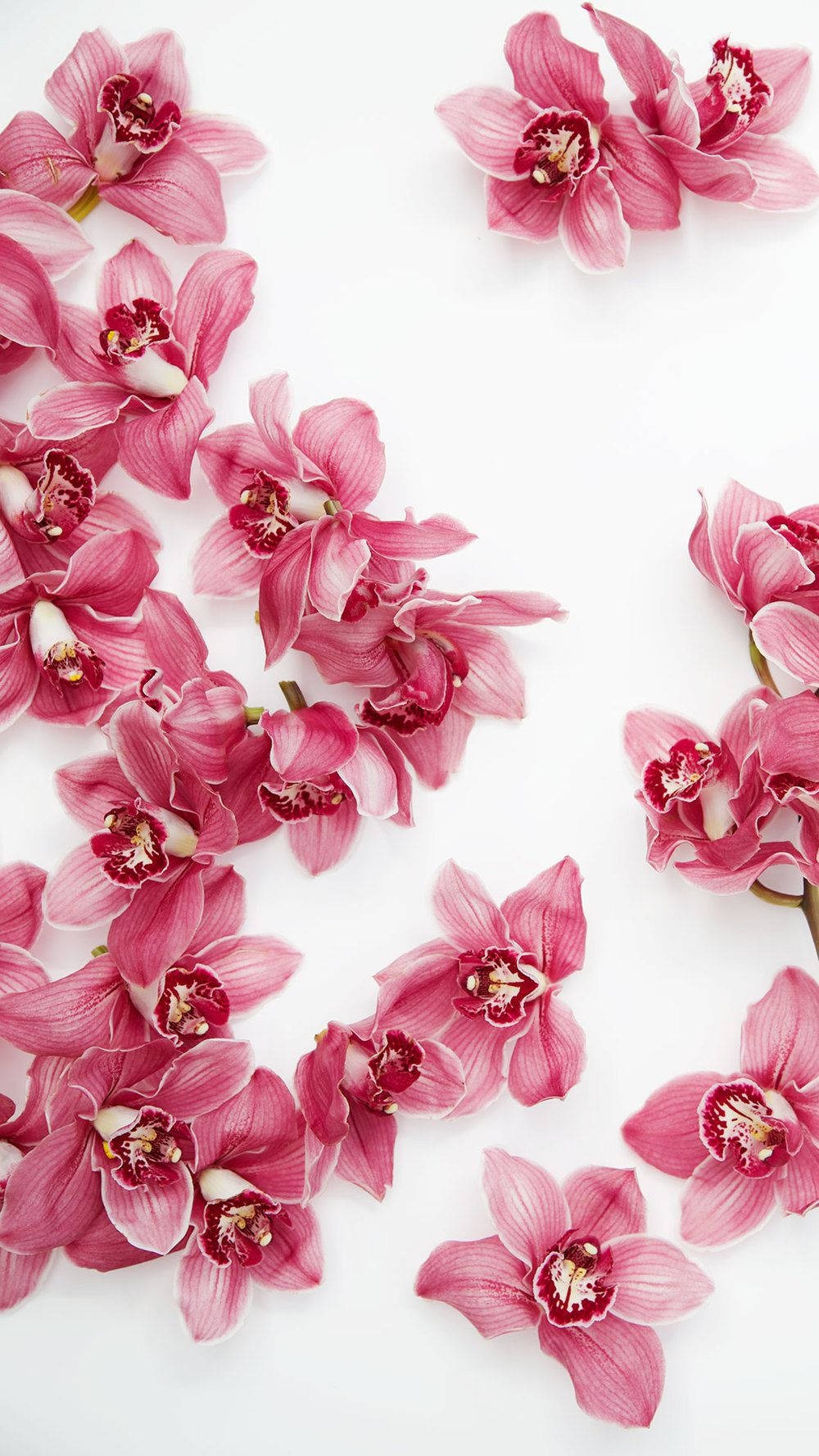 Orquídeas Rosadas Floral iPhone Fondos de pantalla