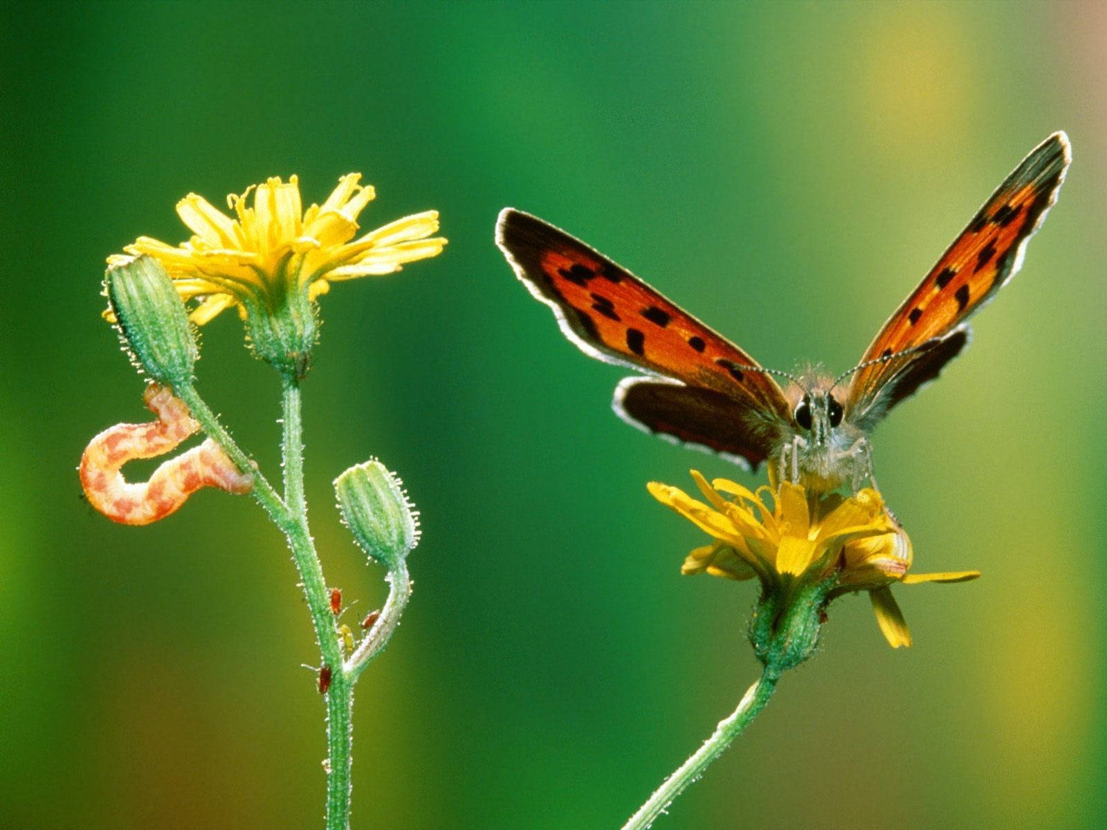 Oruga en Planta de Crepis Fondos de pantalla