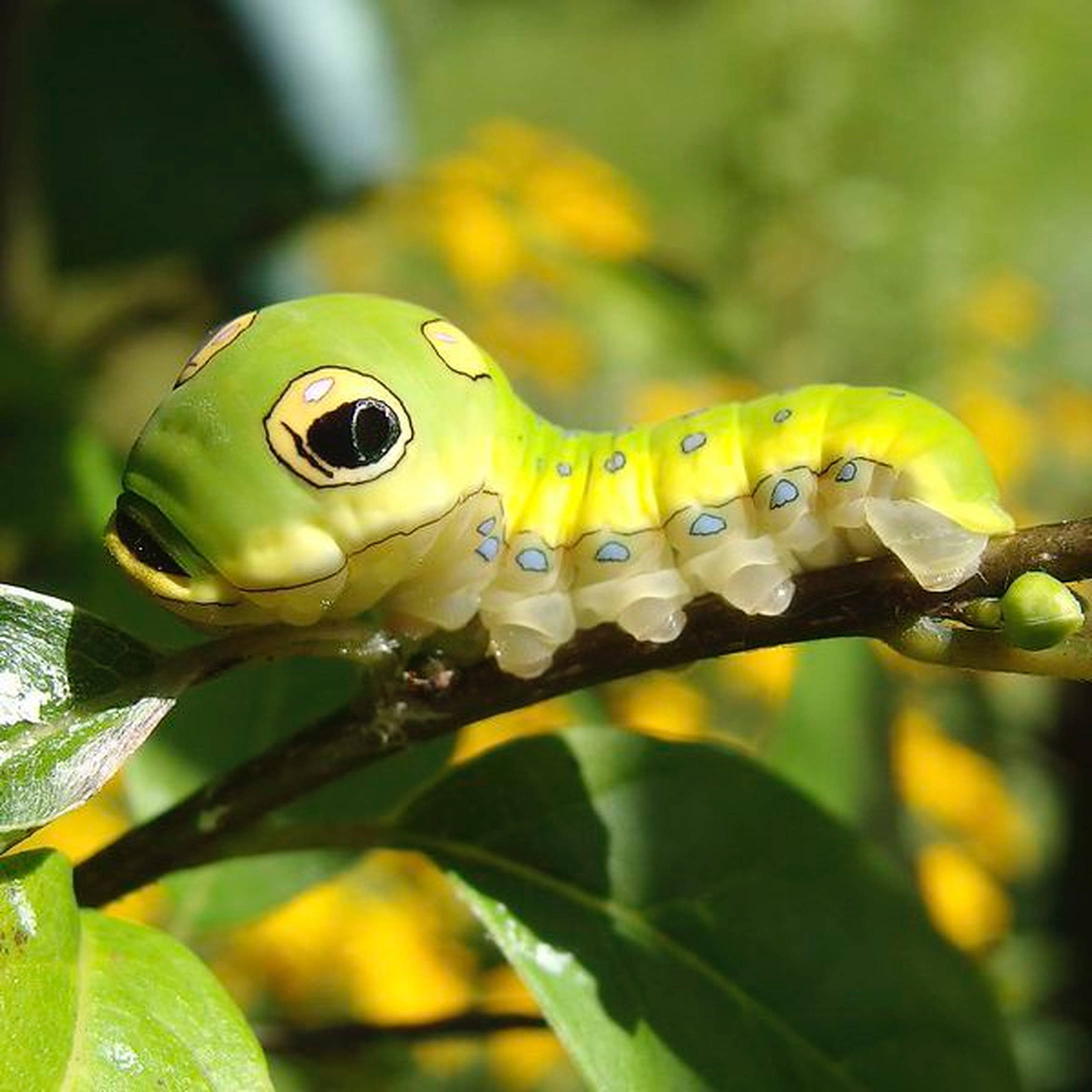 Oruga Insecto Cabeza Grande Fondos de pantalla