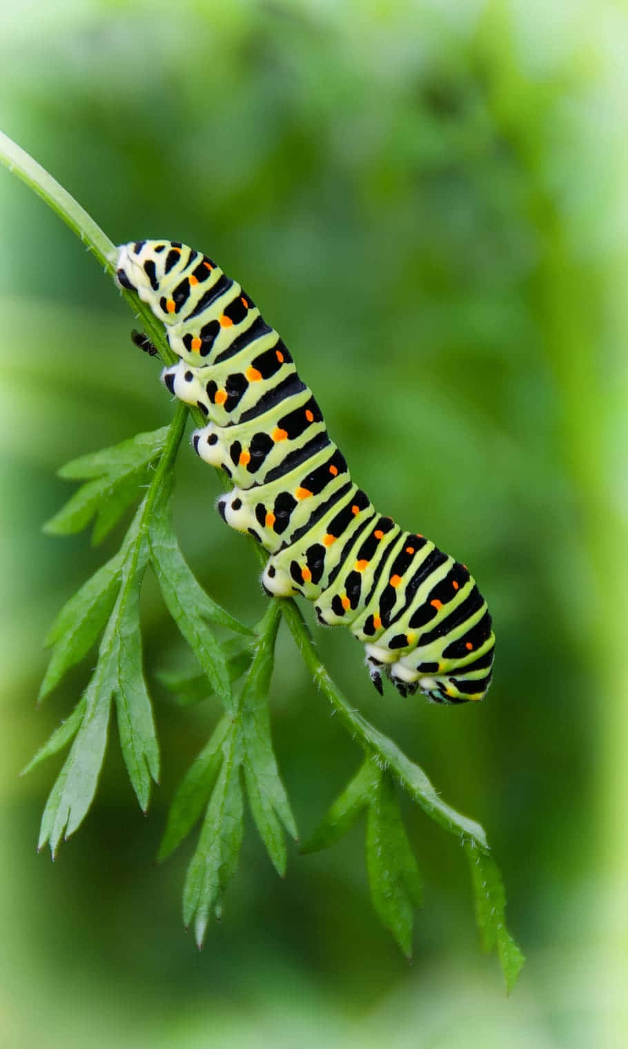 Orugas de insectos verdes Fondos de pantalla