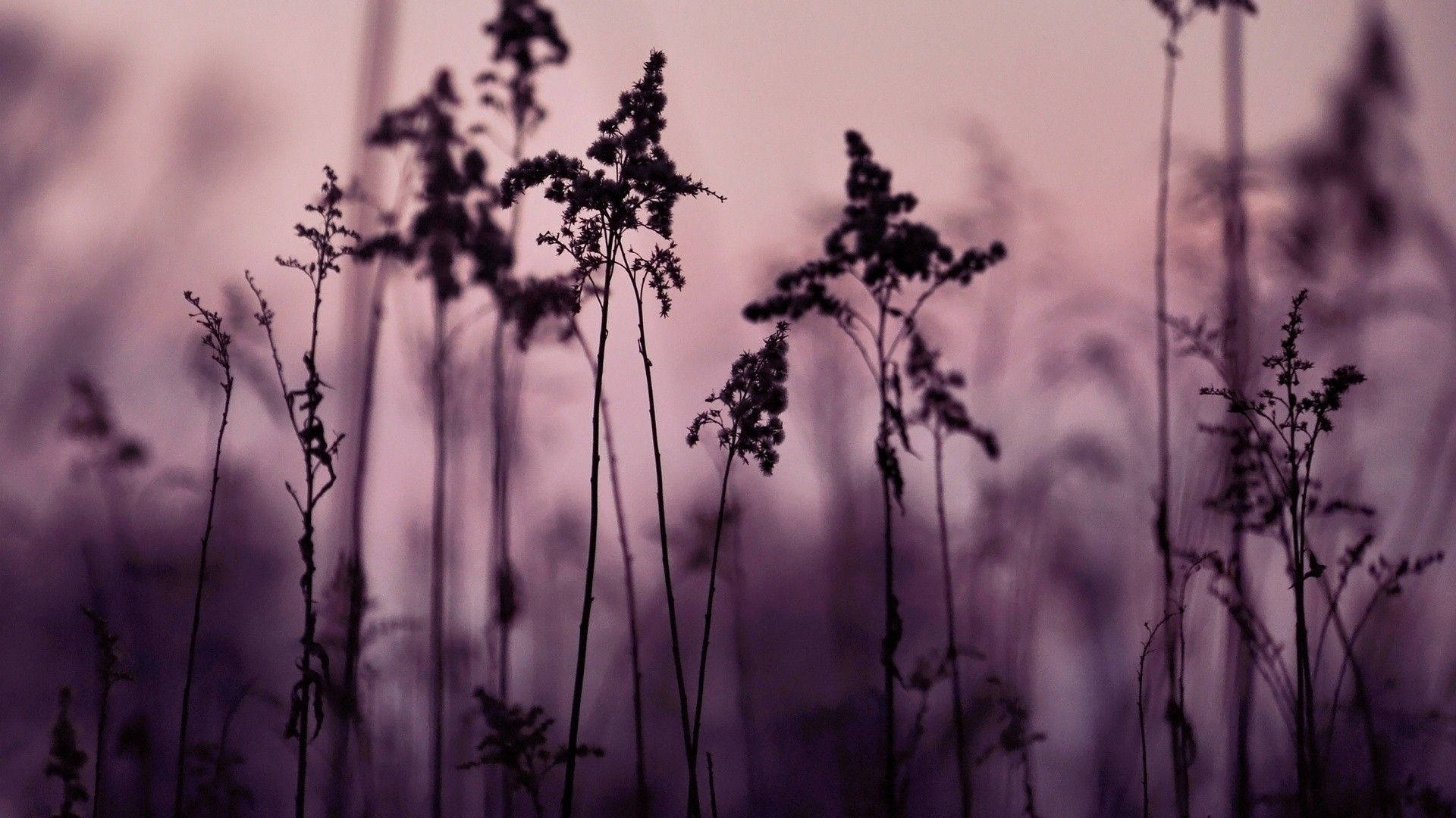 Oscuridad Encantadora: Una Estética Única de Pequeñas Flores Negras Fondos de pantalla