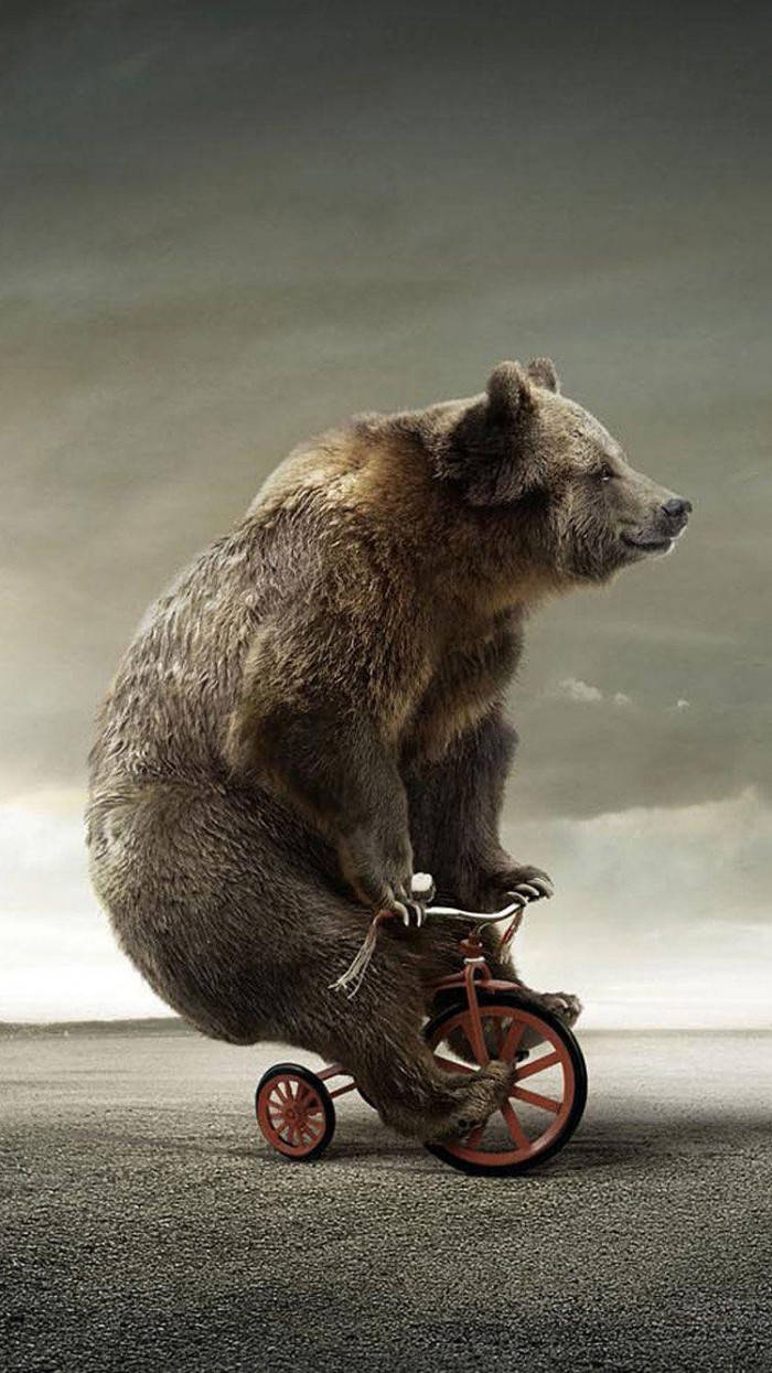 Oso en Triciclo Teléfono Gracioso Fondos de pantalla