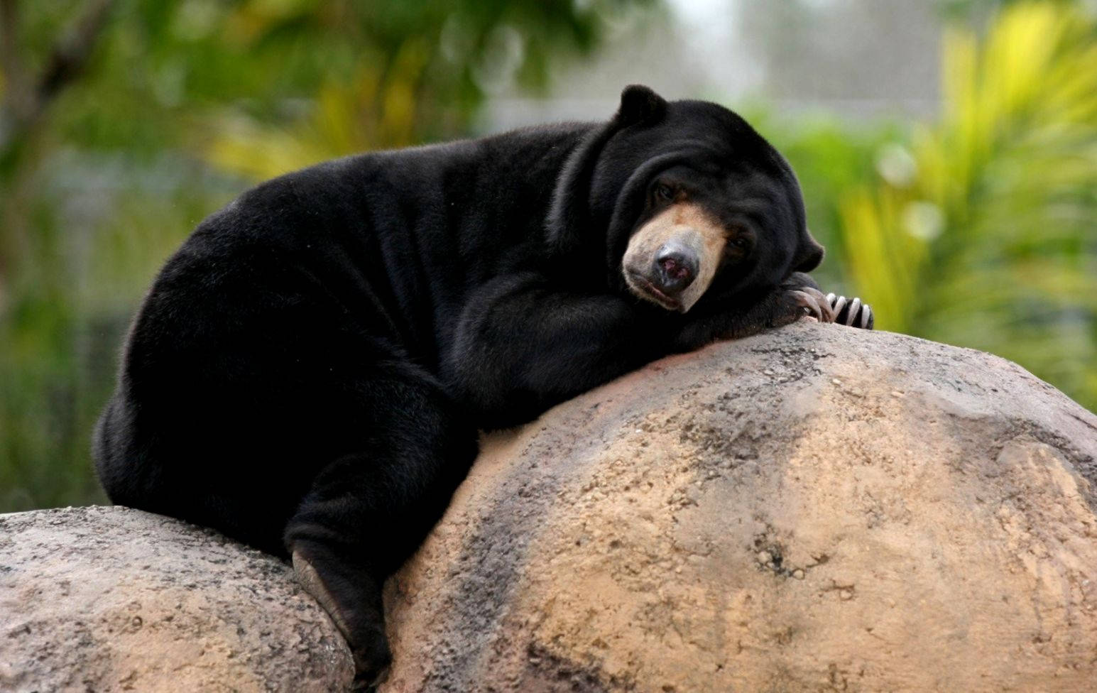 Oso Negro Durmiendo Tierno Fondos de pantalla