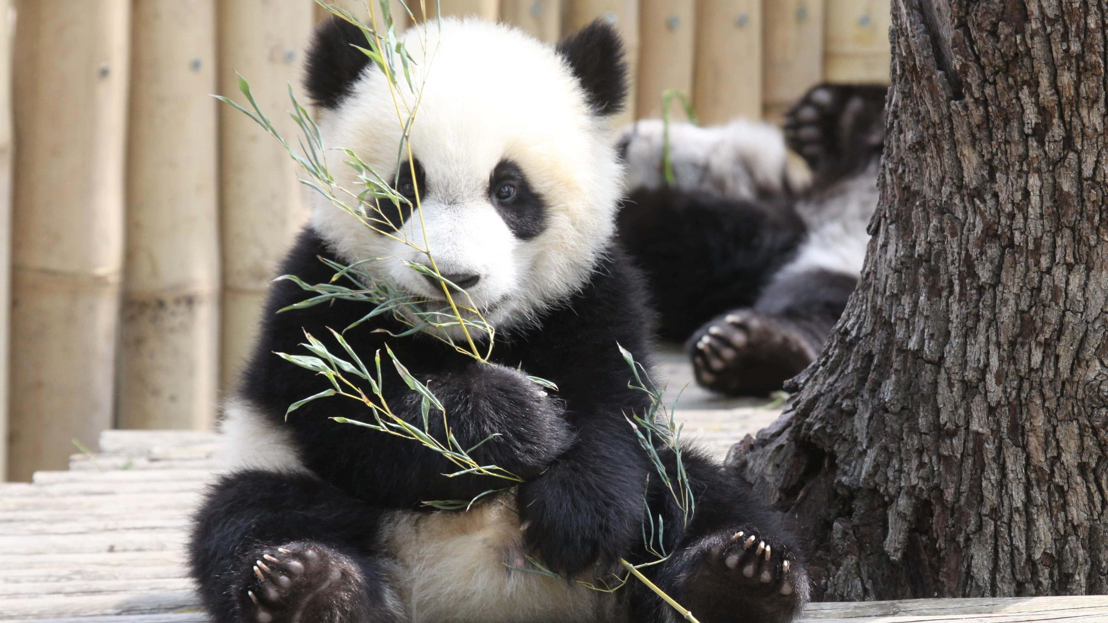 Oso panda gigante sosteniendo rama de bambú Fondos de pantalla