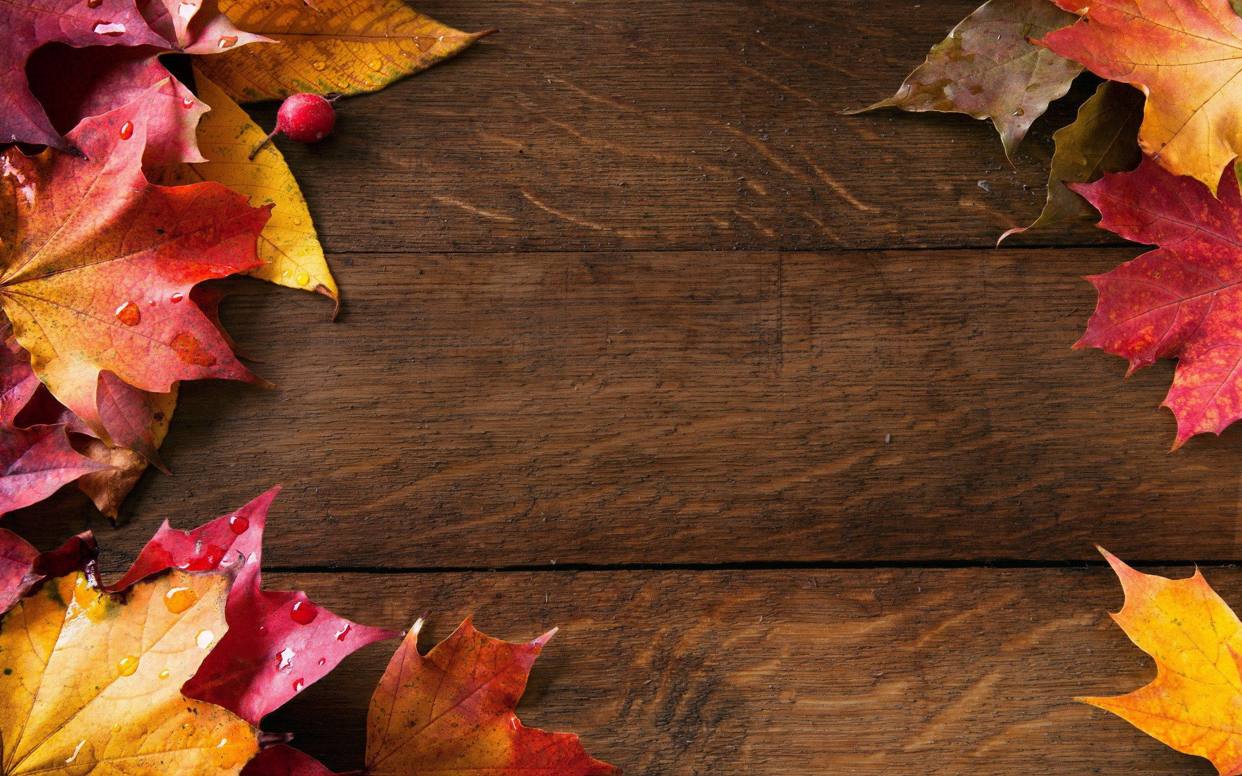 Otoño de Madera Tierno Fondos de pantalla