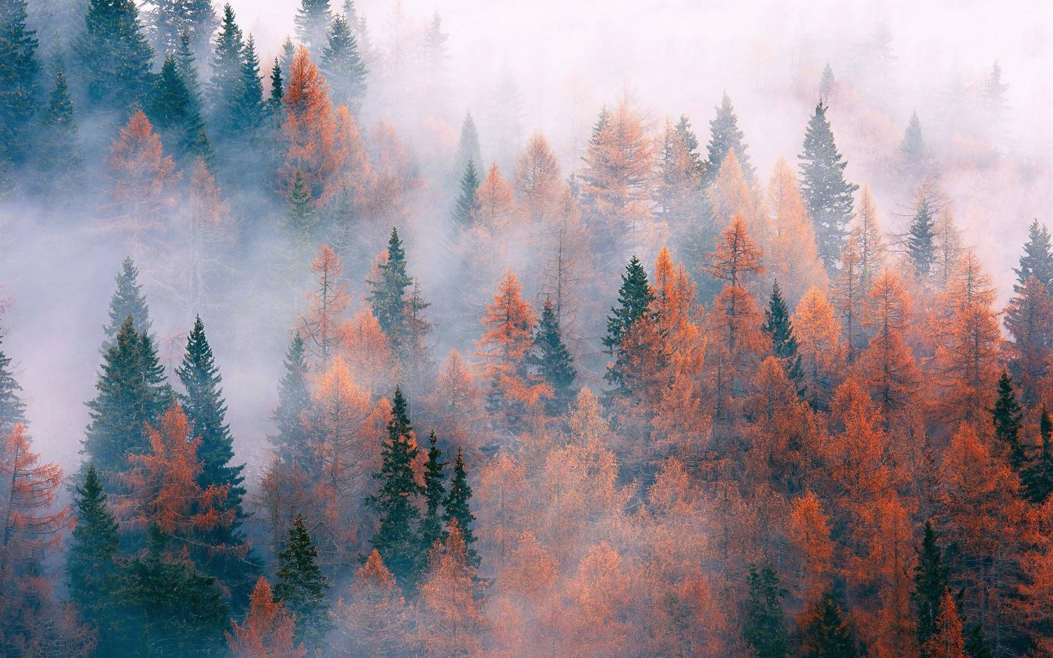 Otoño Encantado - Bosque de Pinos con Niebla Fondos de pantalla
