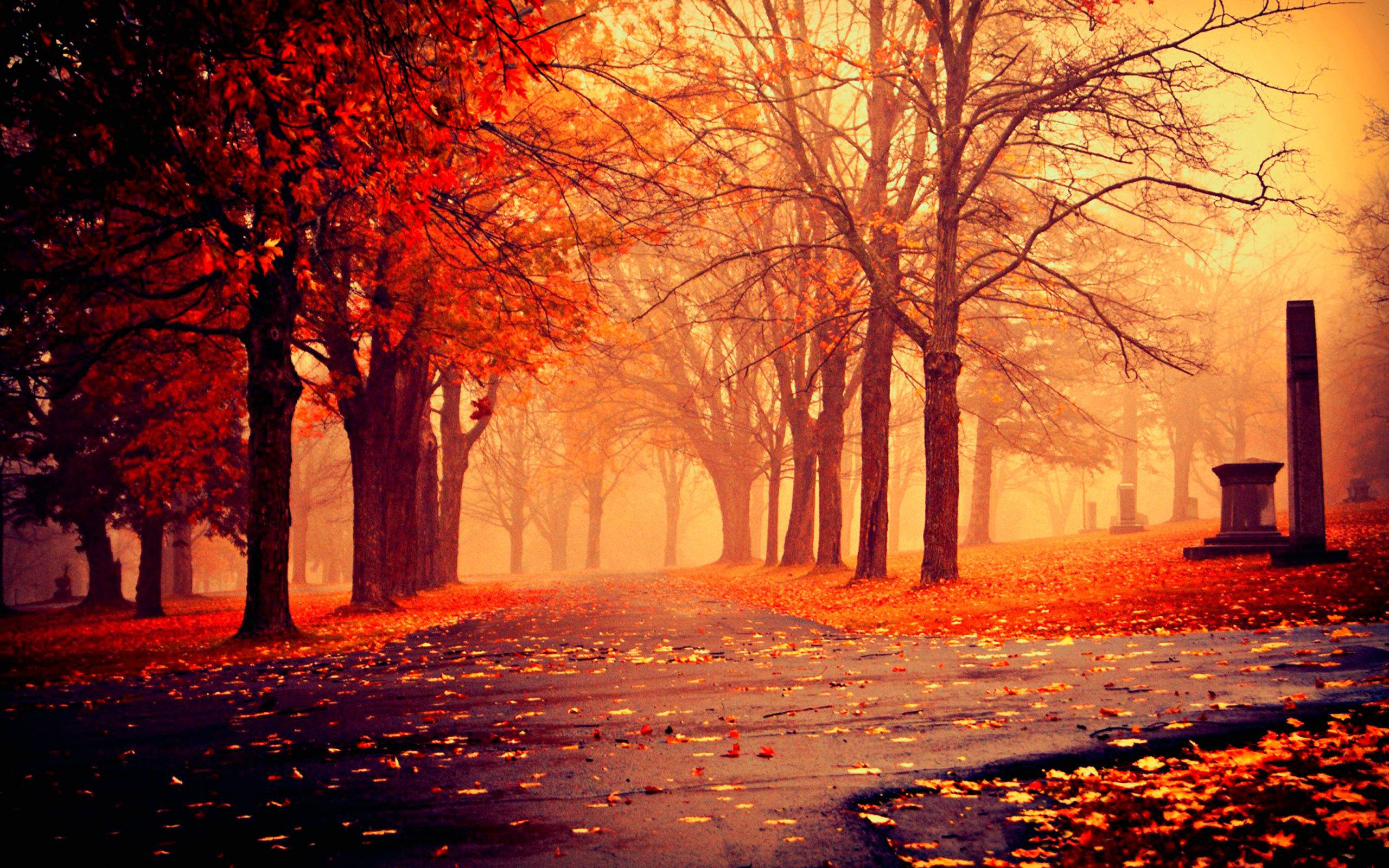 Paisaje rojo de la temporada de otoño Fondos de pantalla