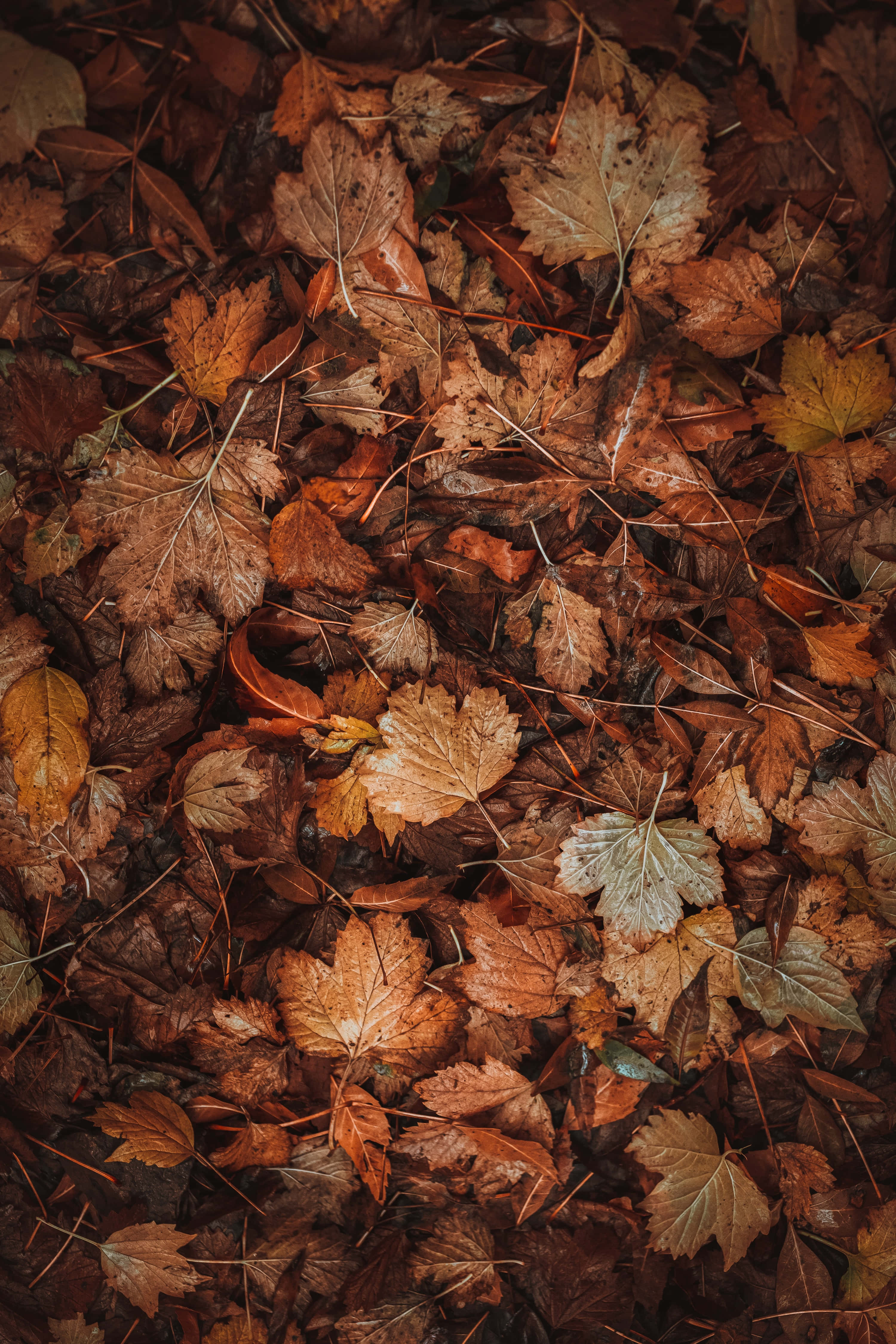Paisaje vibrante de la temporada de otoño Fondos de pantalla