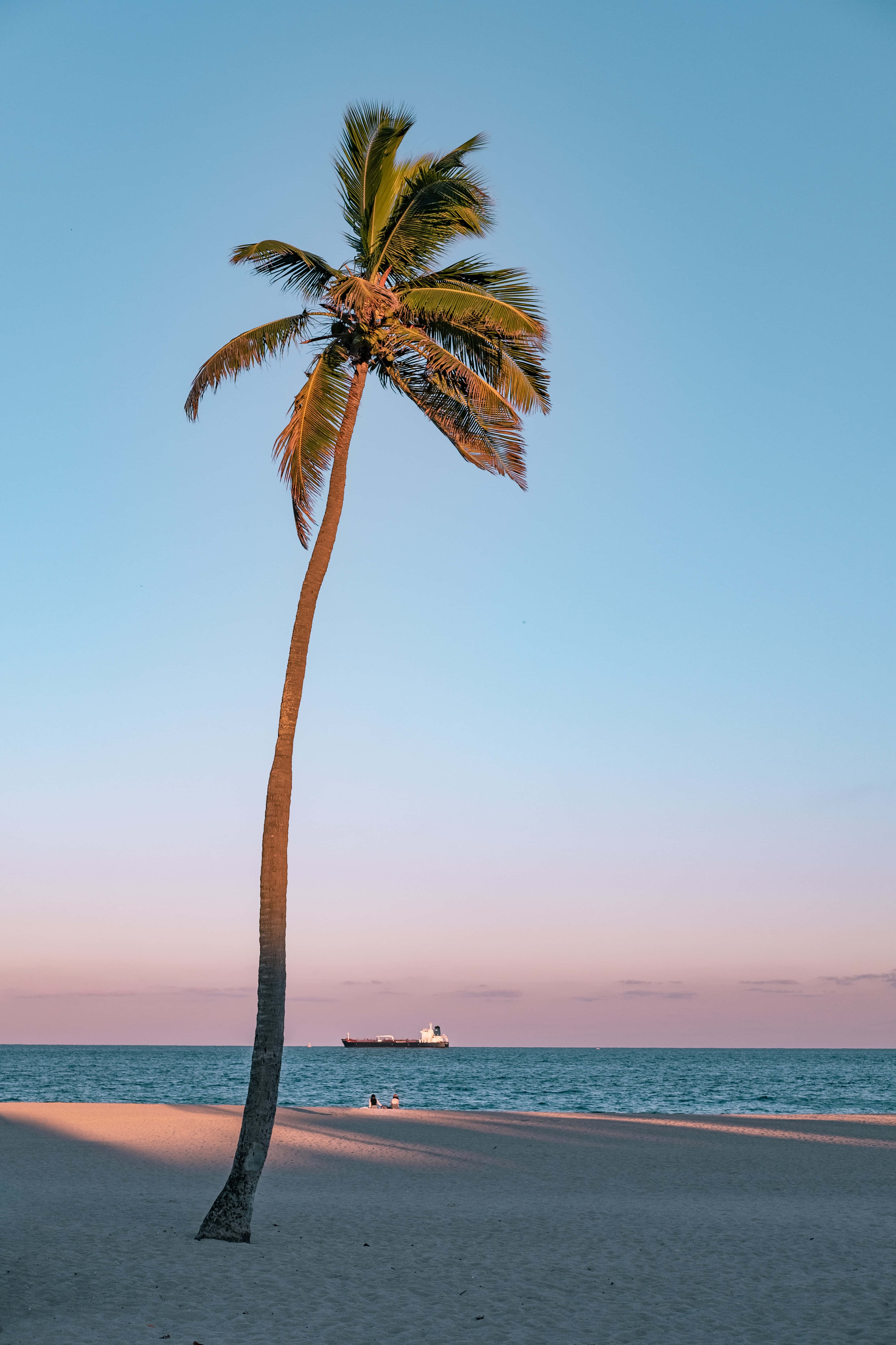 Palmera de Estética Californiana Fondos de pantalla