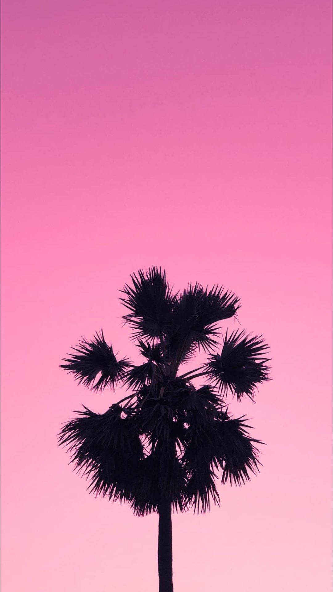 Palmera en cielo rosa estético Fondos de pantalla
