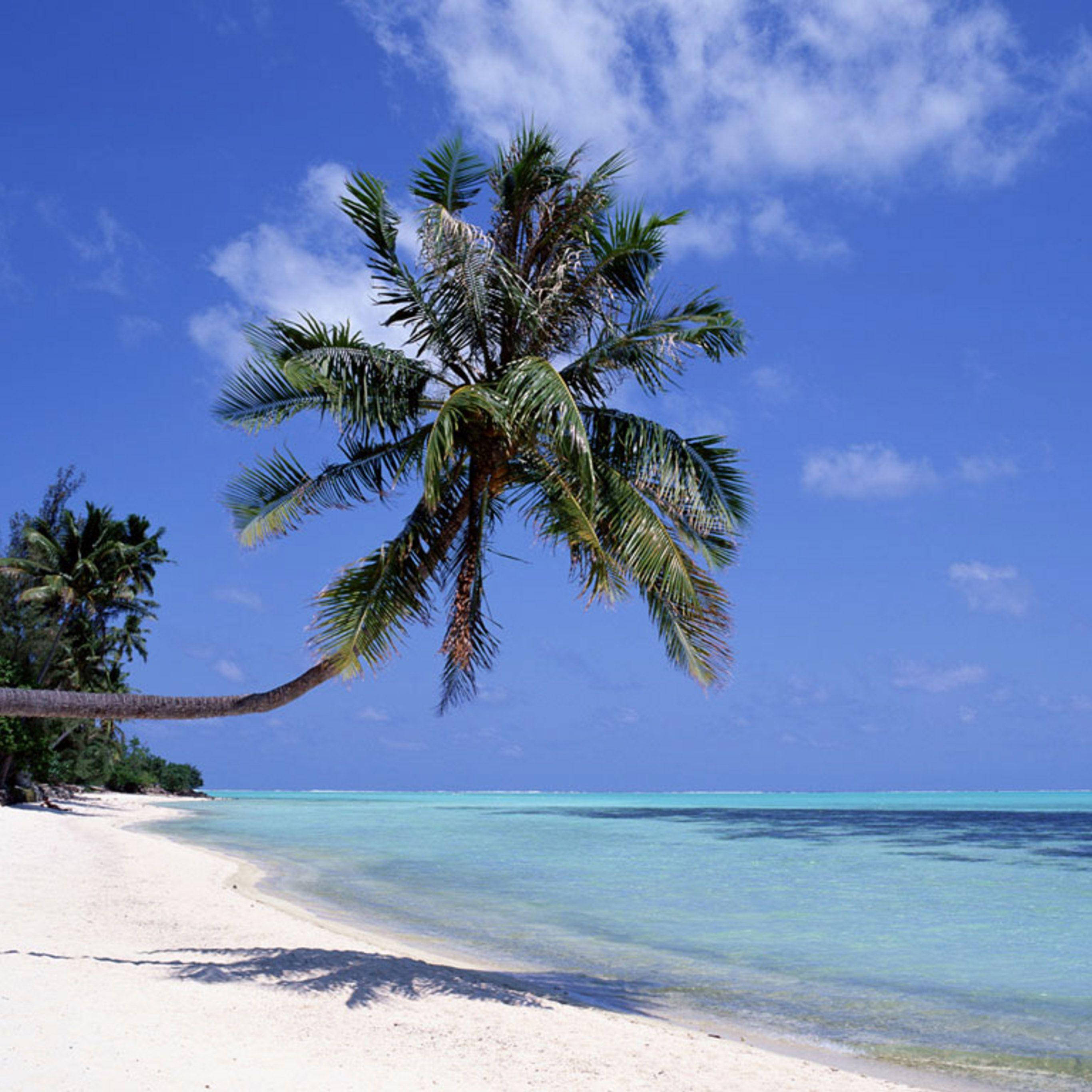 Palmera en playa de arena para iPad Pro Fondos de pantalla