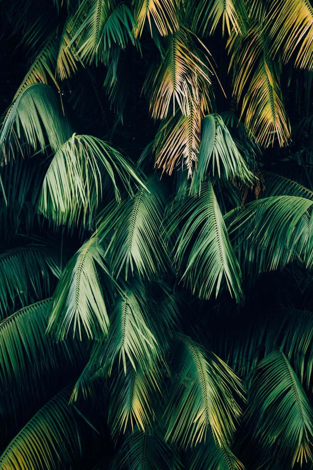 Palmera Estética de Planta Verde Fondos de pantalla