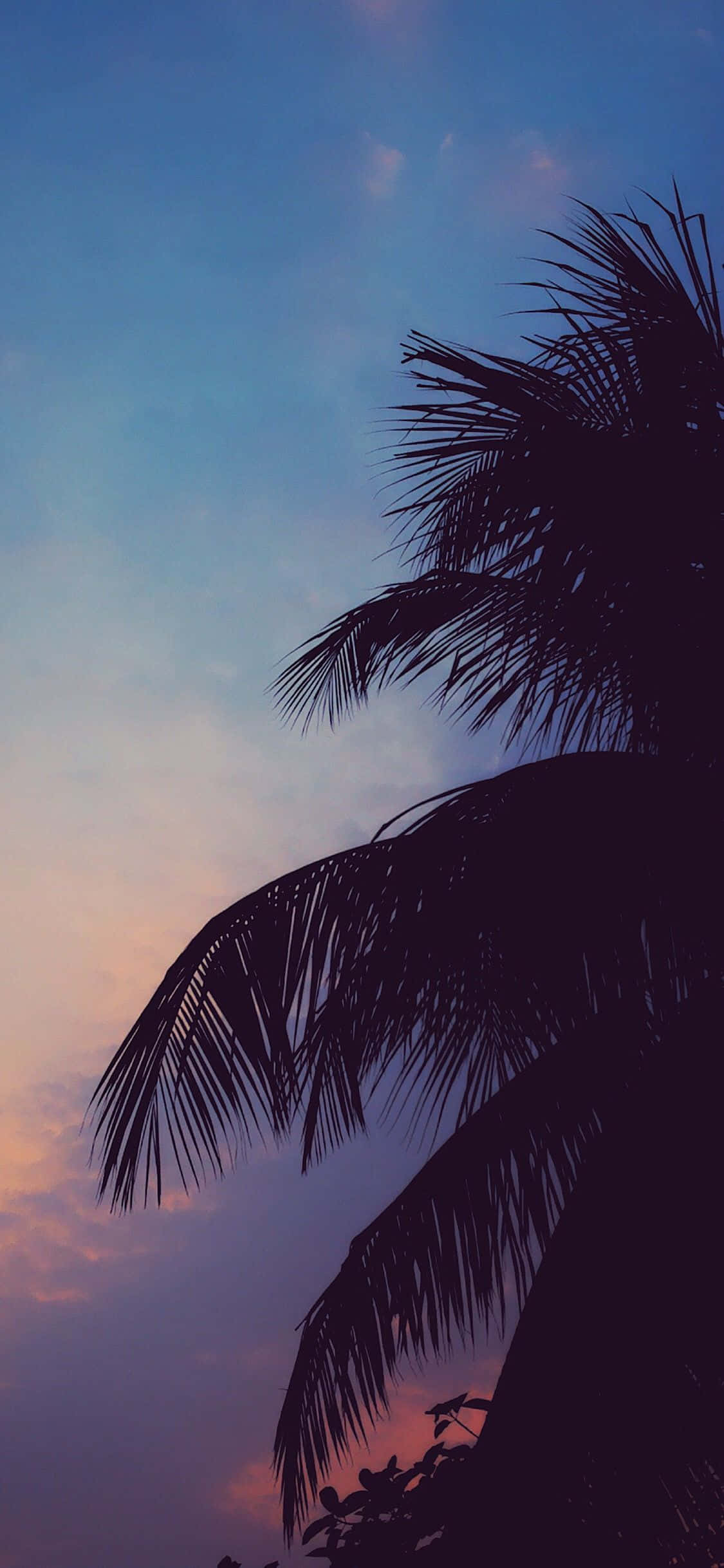 Palmera Silueteada con Estética Relajante Fondos de pantalla
