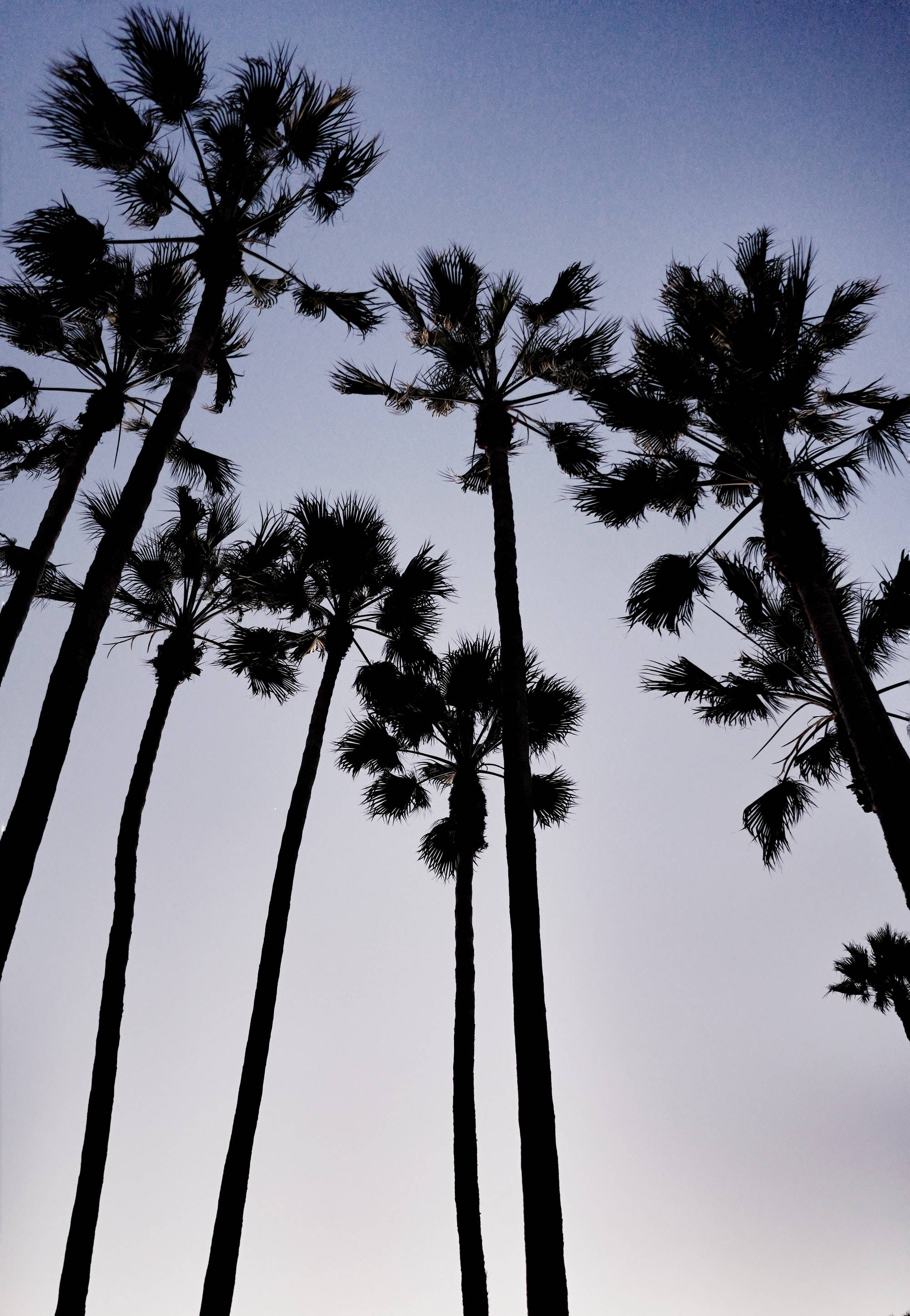 Palmeras con Ambiente Cálido y Dramático Fondos de pantalla