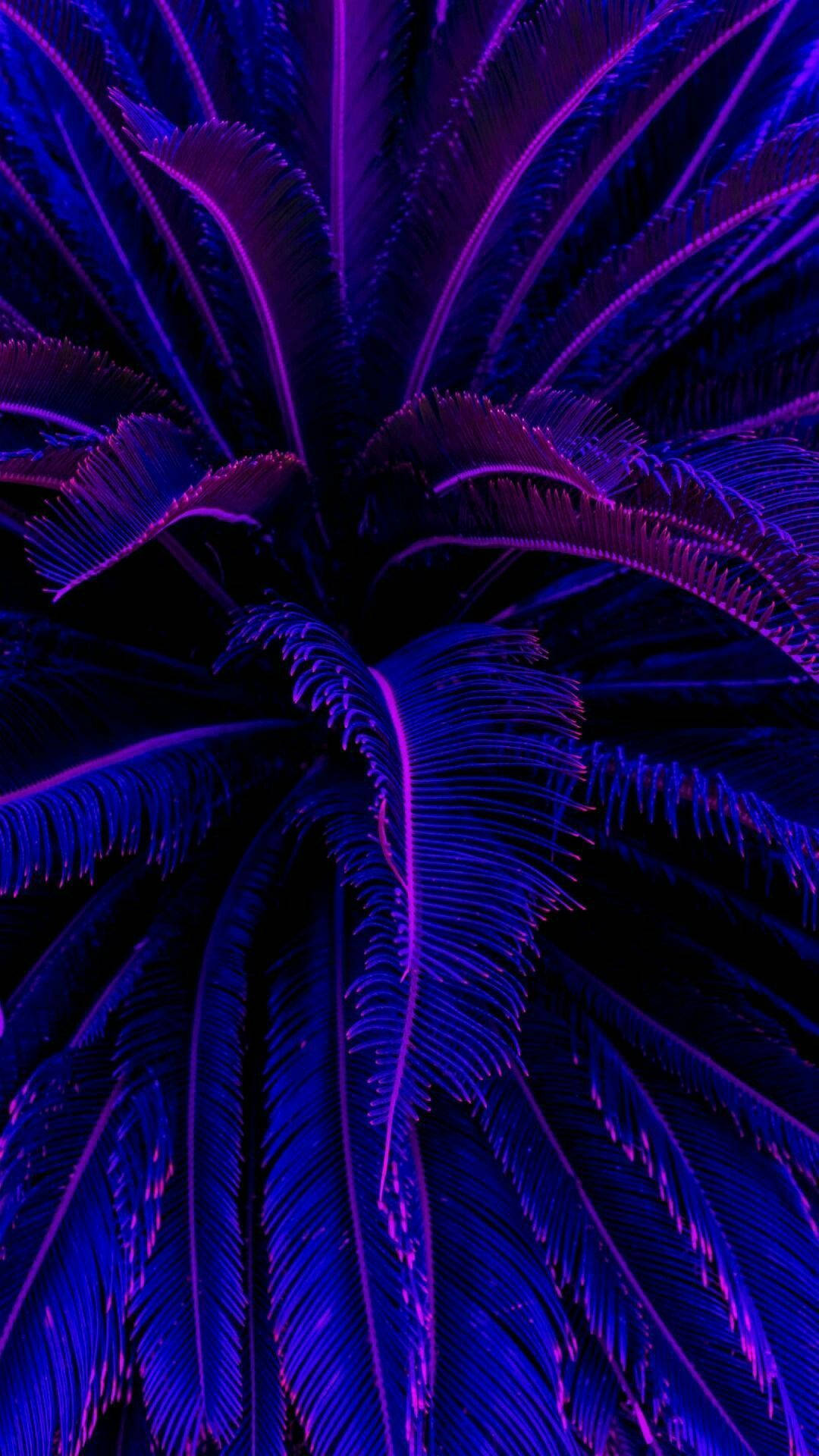 Palmeras de coco estéticas morado oscuro Fondos de pantalla