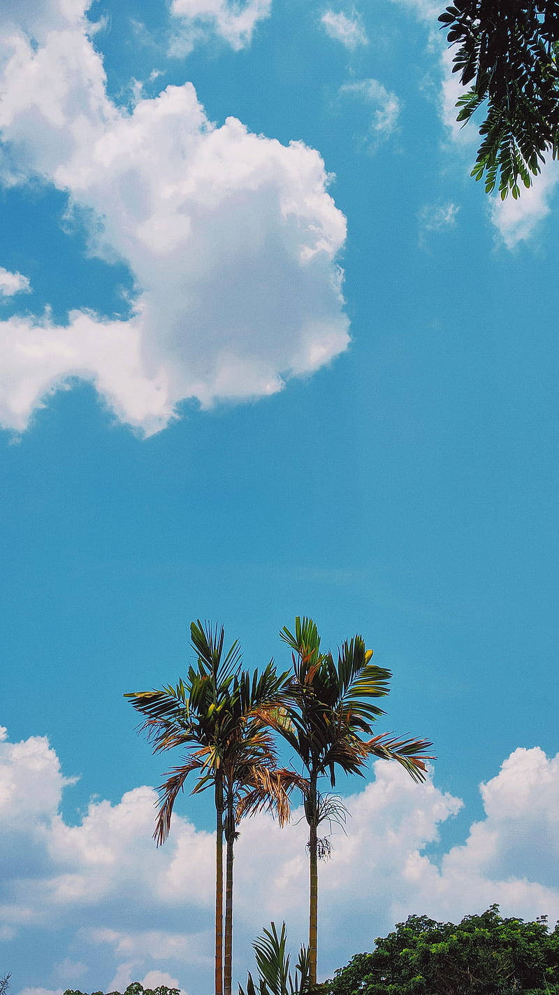 Palmeras de Coco Estéticas para Teléfono Fondos de pantalla