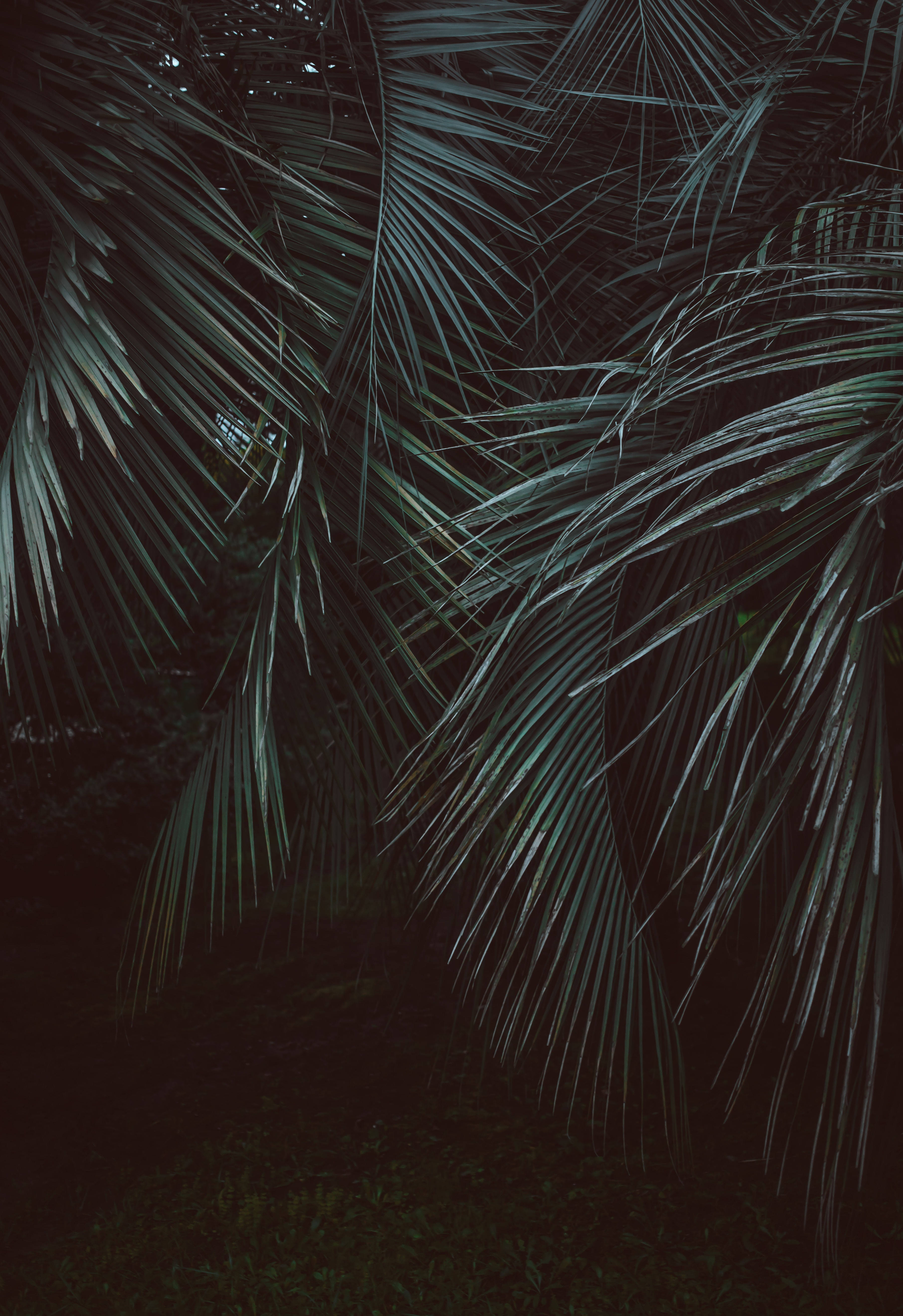 Palmeras de Hojas Plumosas en la Selva Fondos de pantalla
