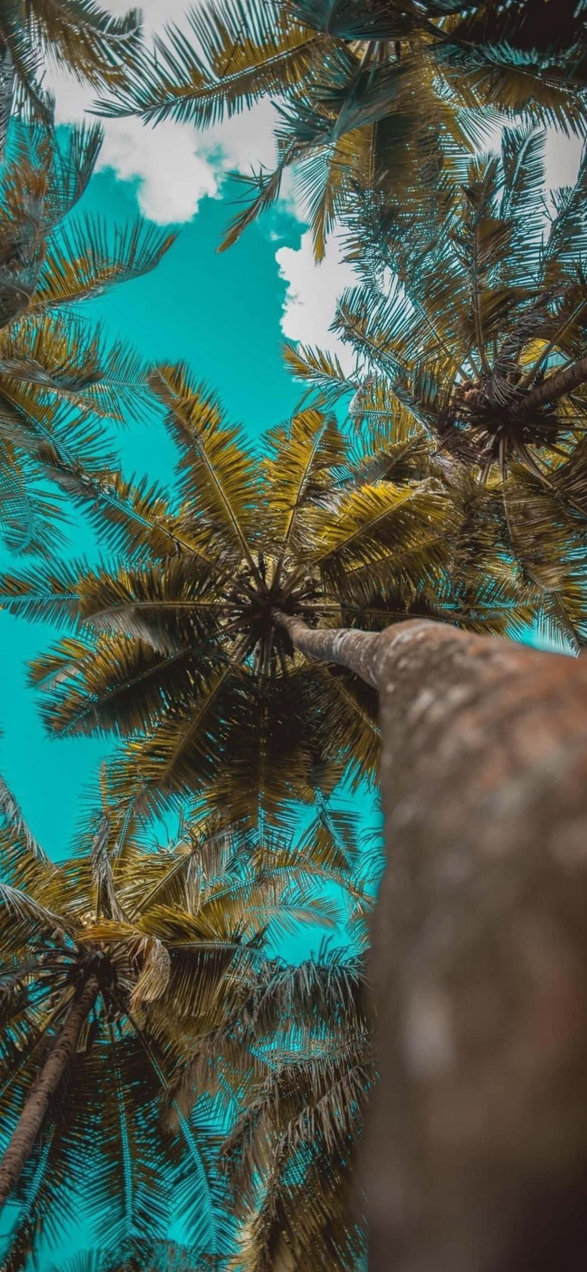 palmeras en el cielo Fondos de pantalla