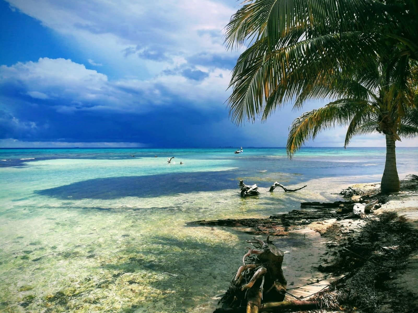 Palmeras en la Playa de Tuvali Fondos de pantalla