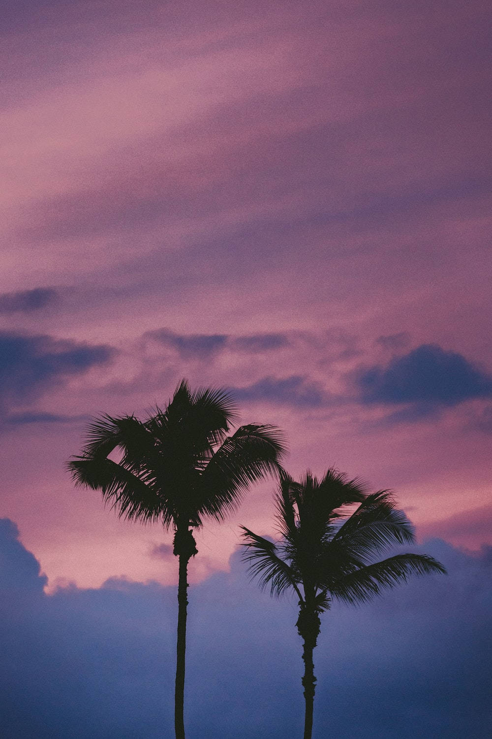 Palmeras Estéticas en Púrpura Claro Fondos de pantalla