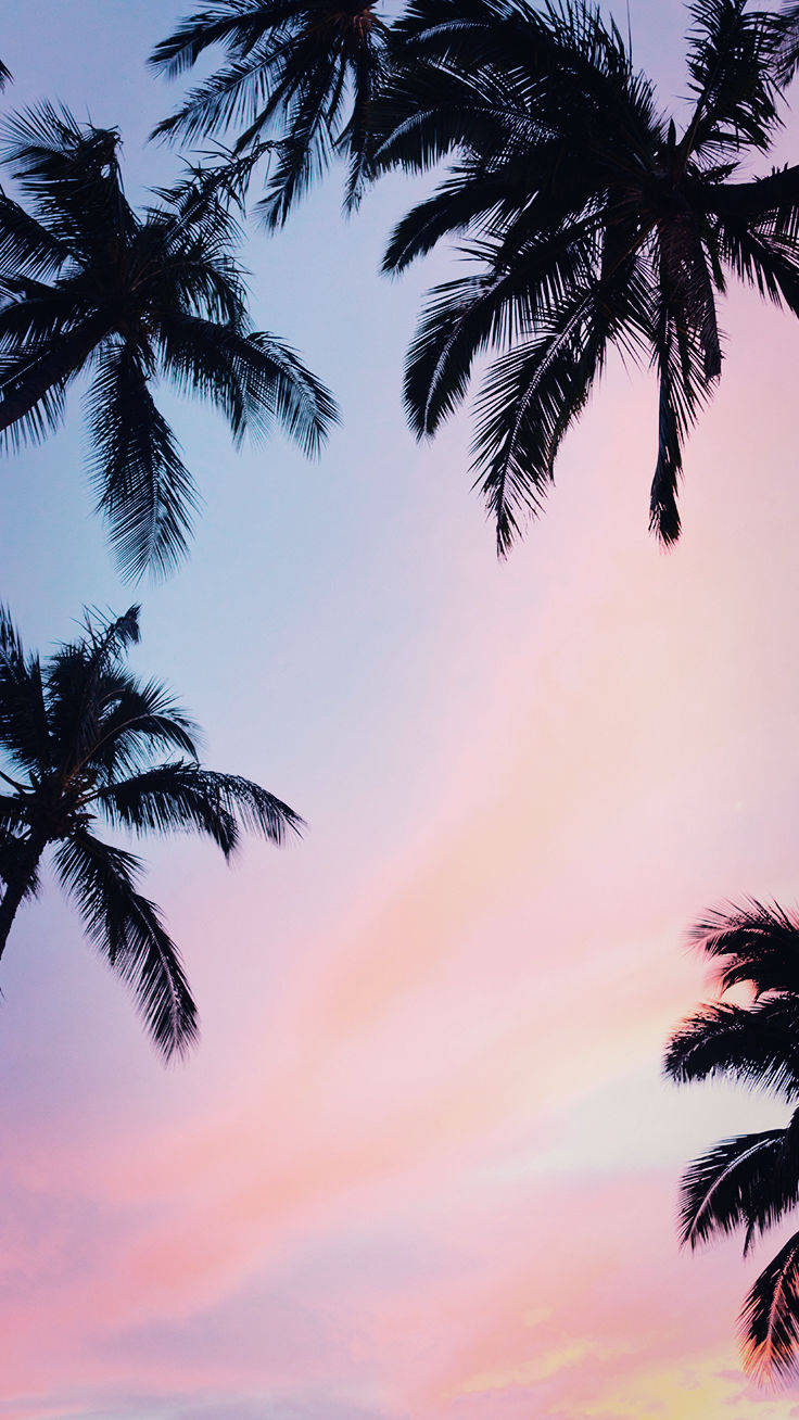 Palmeras para iPhone XS Fondos de pantalla