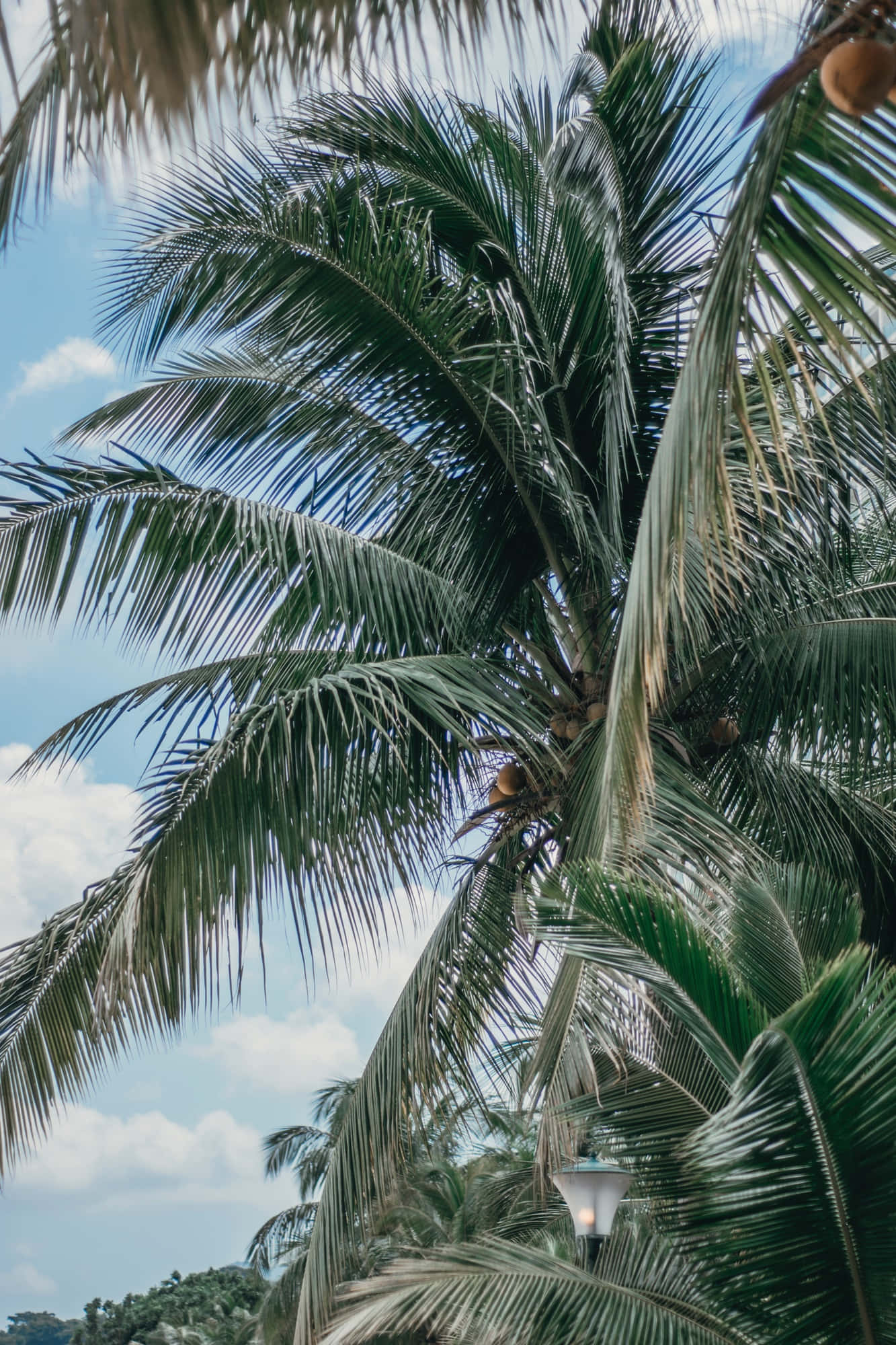 Palmeras que alcanzan el cielo Fondos de pantalla