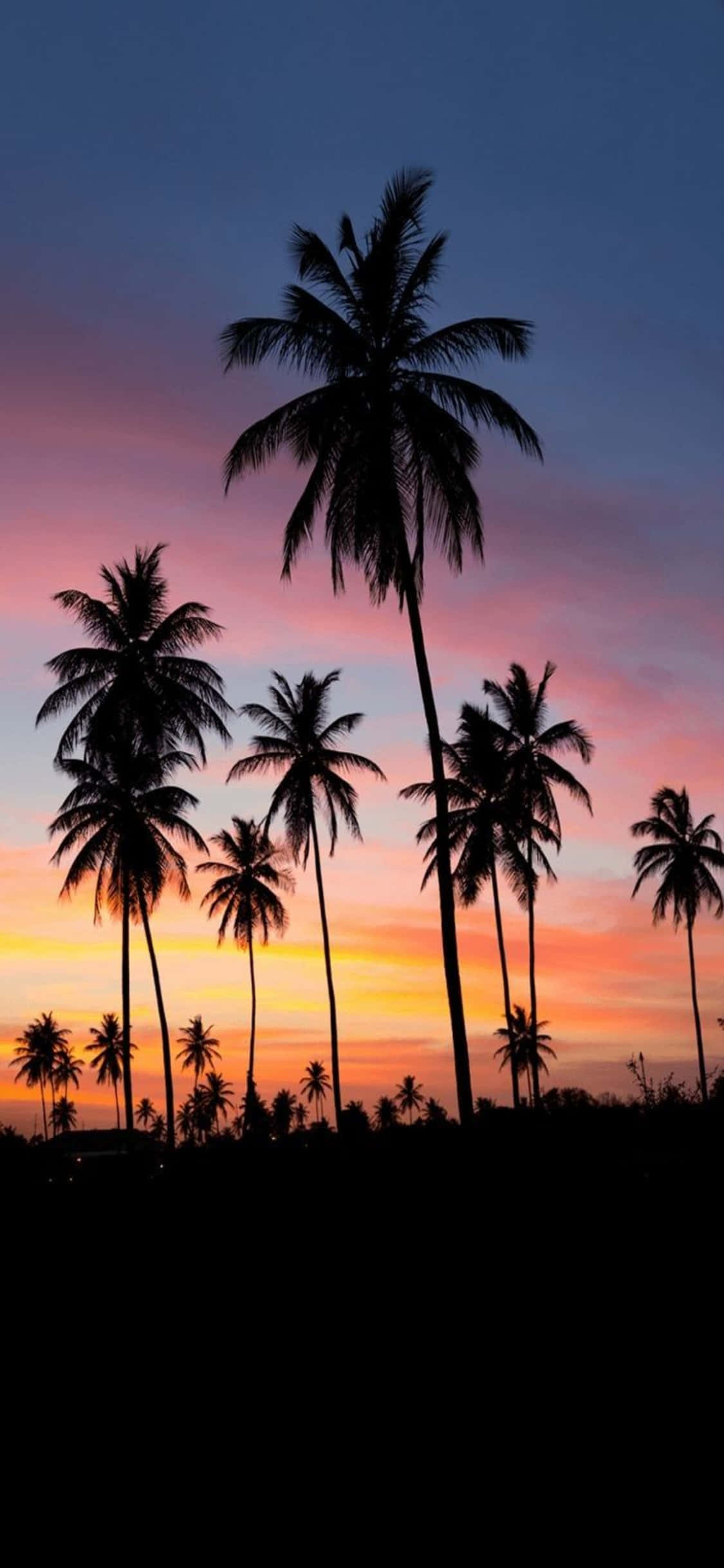 palmeras silueteadas contra un atardecer colorido Fondos de pantalla