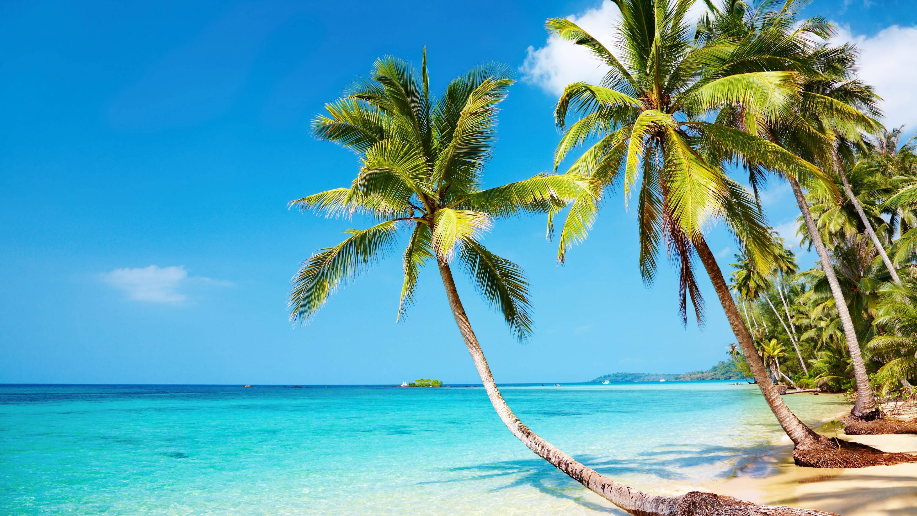 Palmeras Vivas en una Hermosa Playa Fondos de pantalla