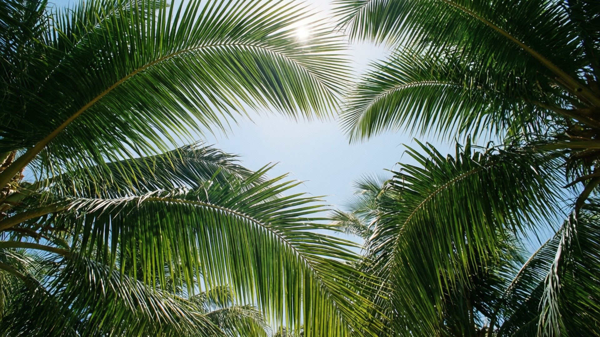 Palmeras y Cielo Fondos de pantalla