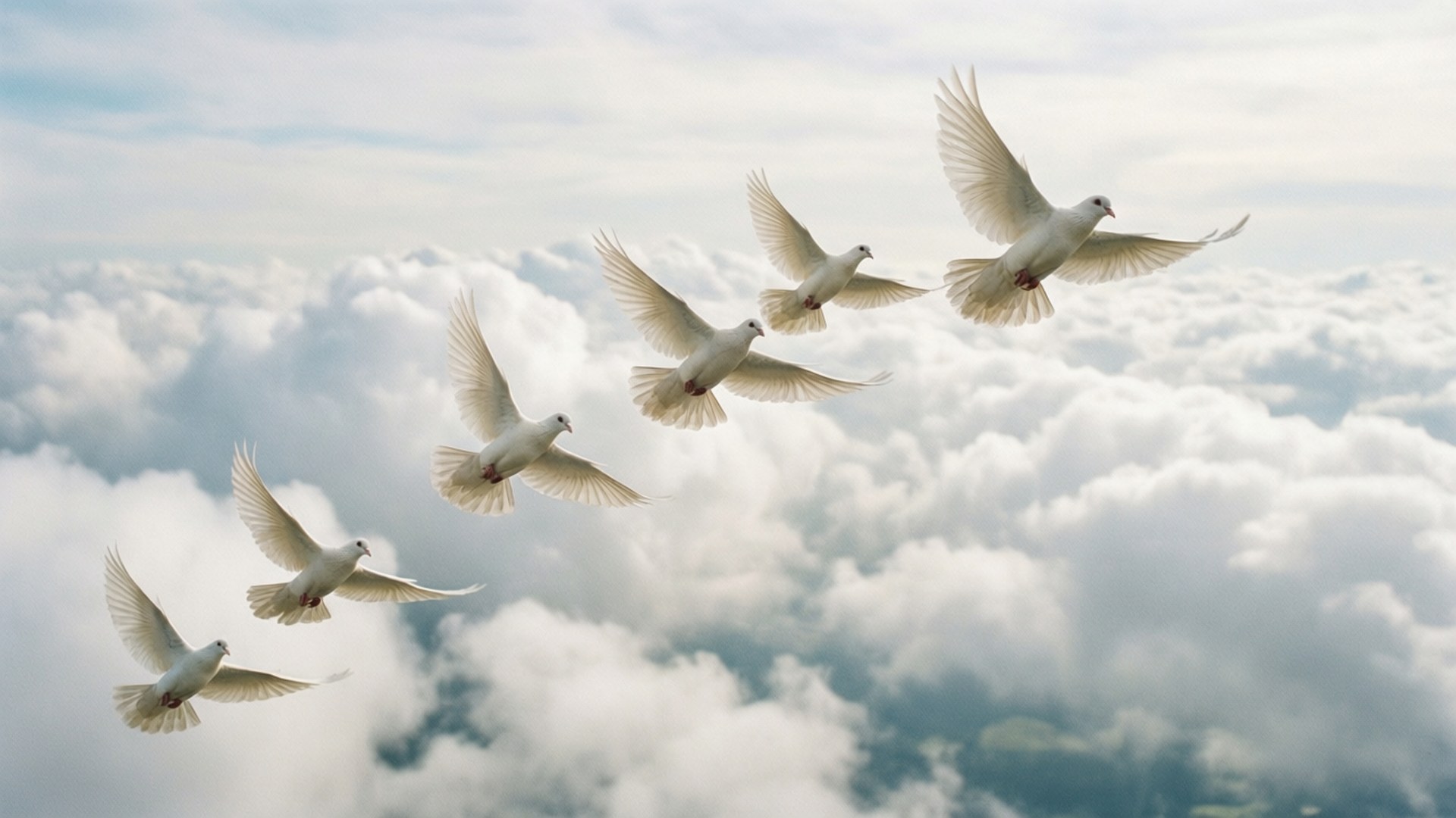 Palomas de la Paz Fondos de pantalla