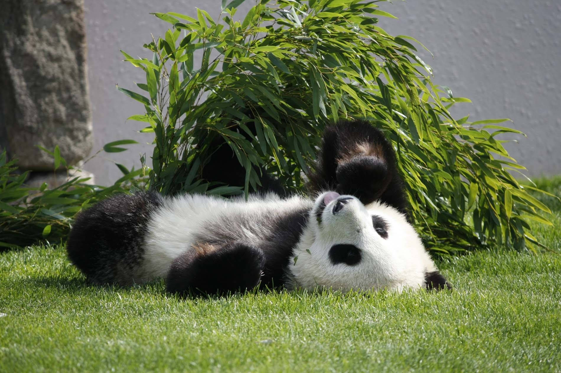 Fondo de pantalla de panda boca arriba en el suelo.