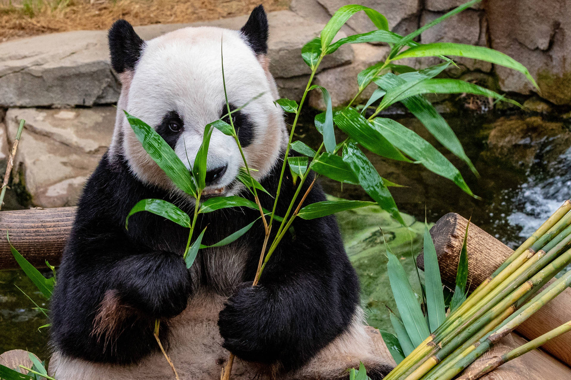 Fondo de pantalla de panda comiendo ramitas de hierba de bambú.