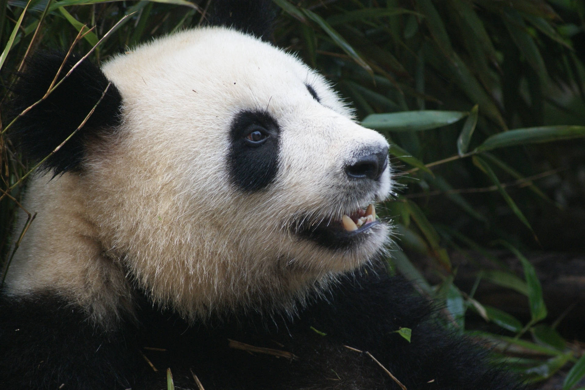 Fondo de pantalla de fotografía en primer plano de panda con dientes afilados.
