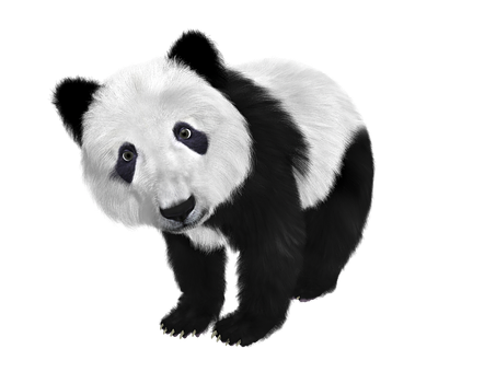 Panda Curioso Fondo Negro Fondos de pantalla