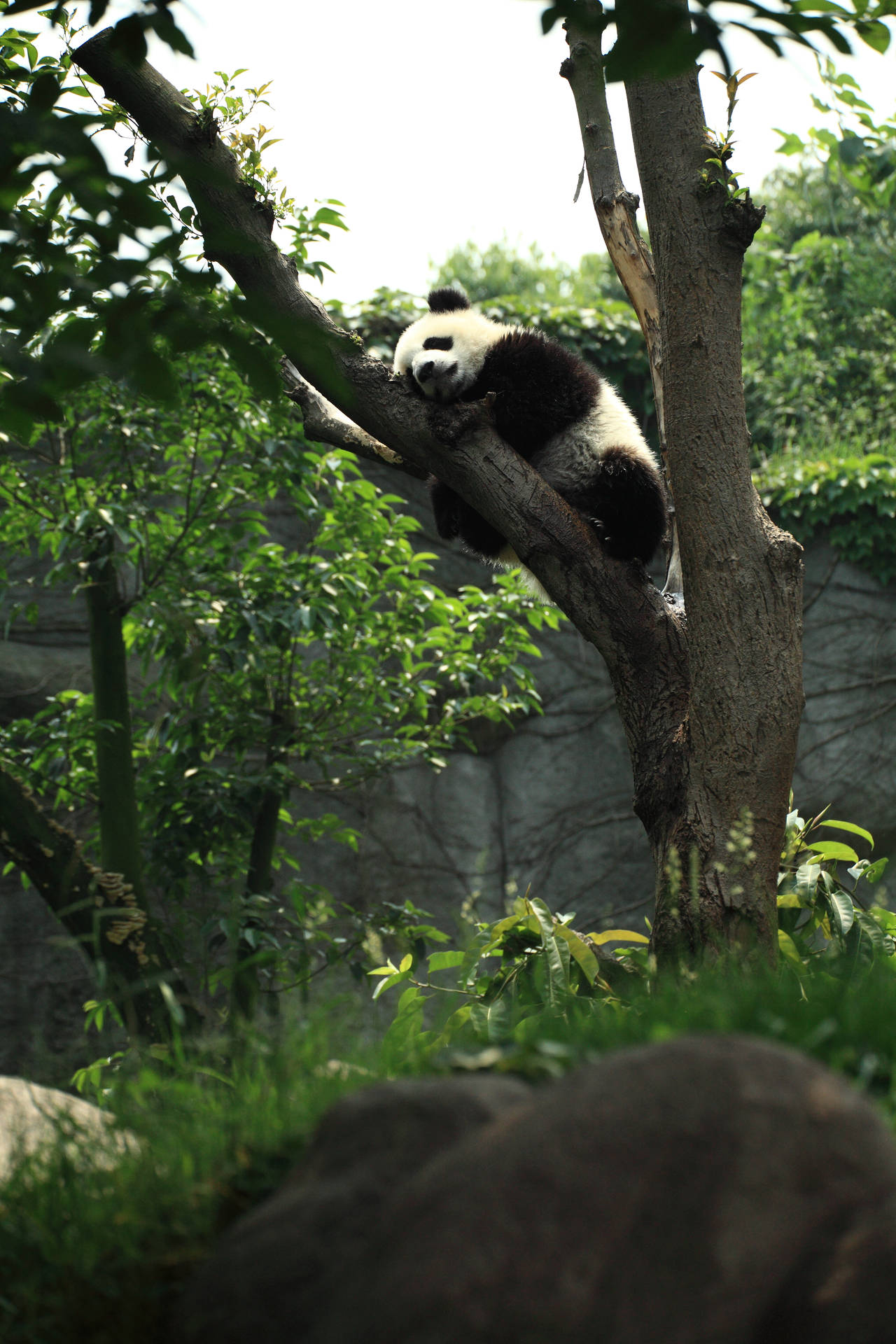 Fondo de pantalla de adorable panda durmiendo en la rama de un árbol.