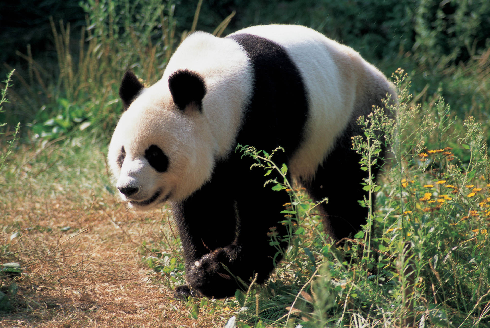 Fondo de pantalla de panda adulto en hierba verde.