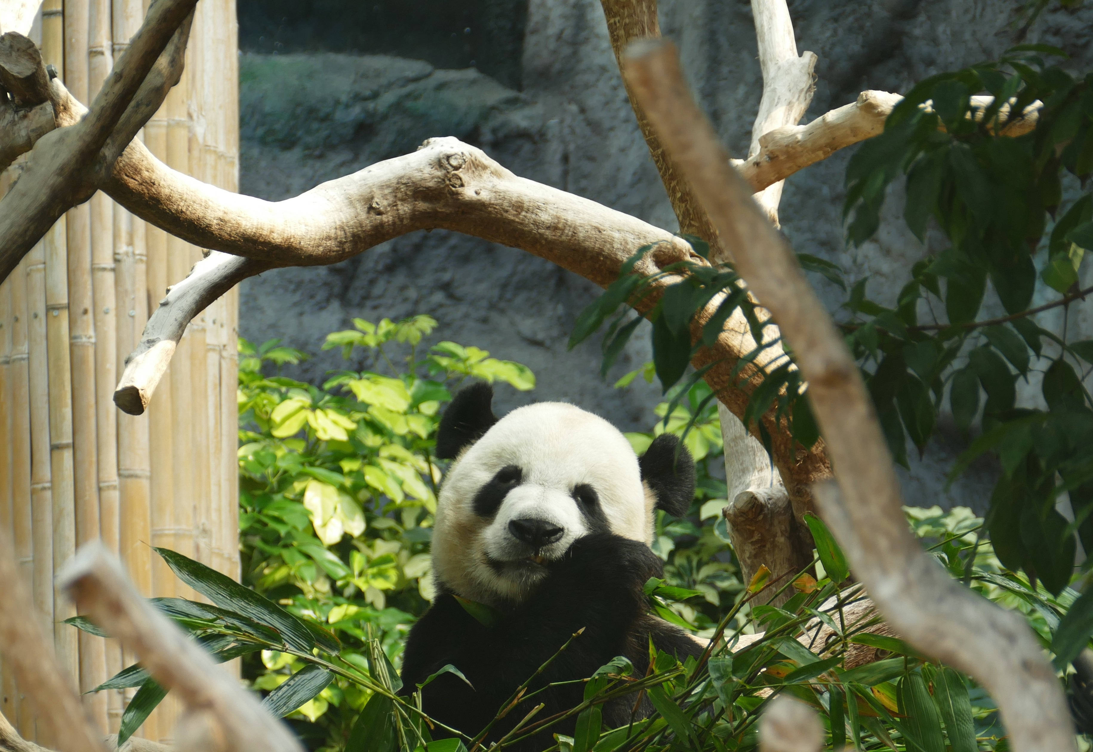Panda en rama de árbol Fondos de pantalla