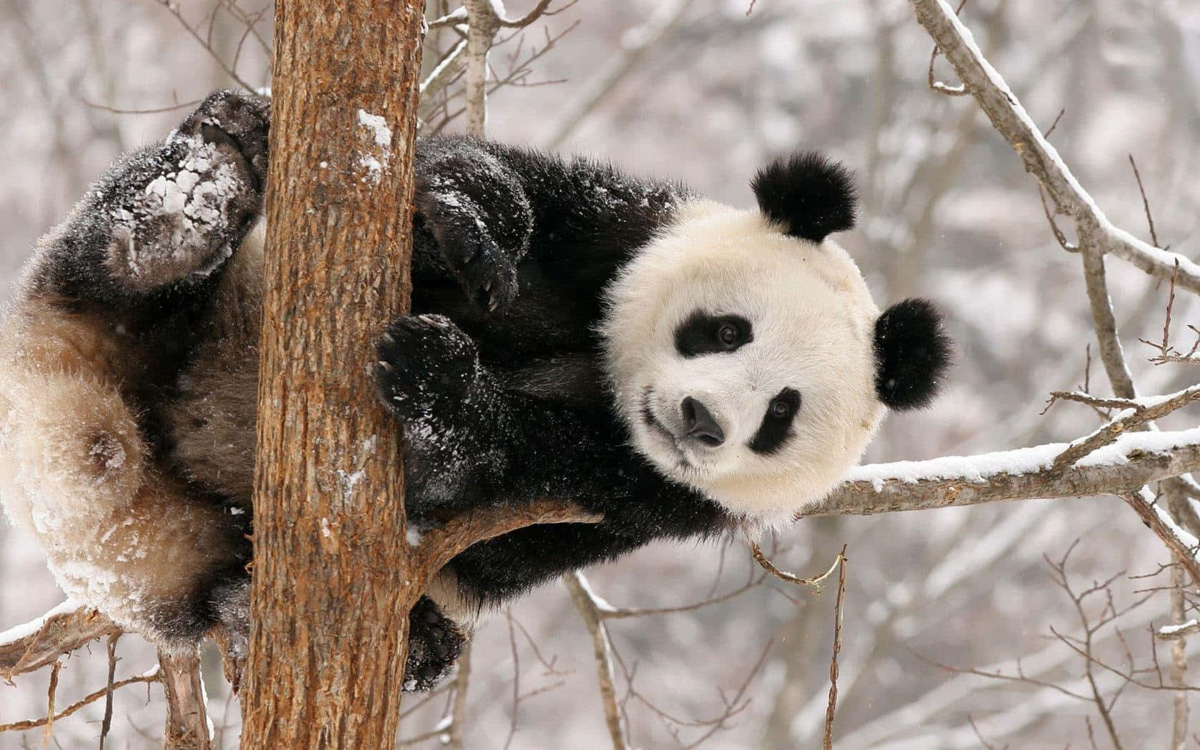 Panda en un árbol durante el invierno para laptop Fondos de pantalla