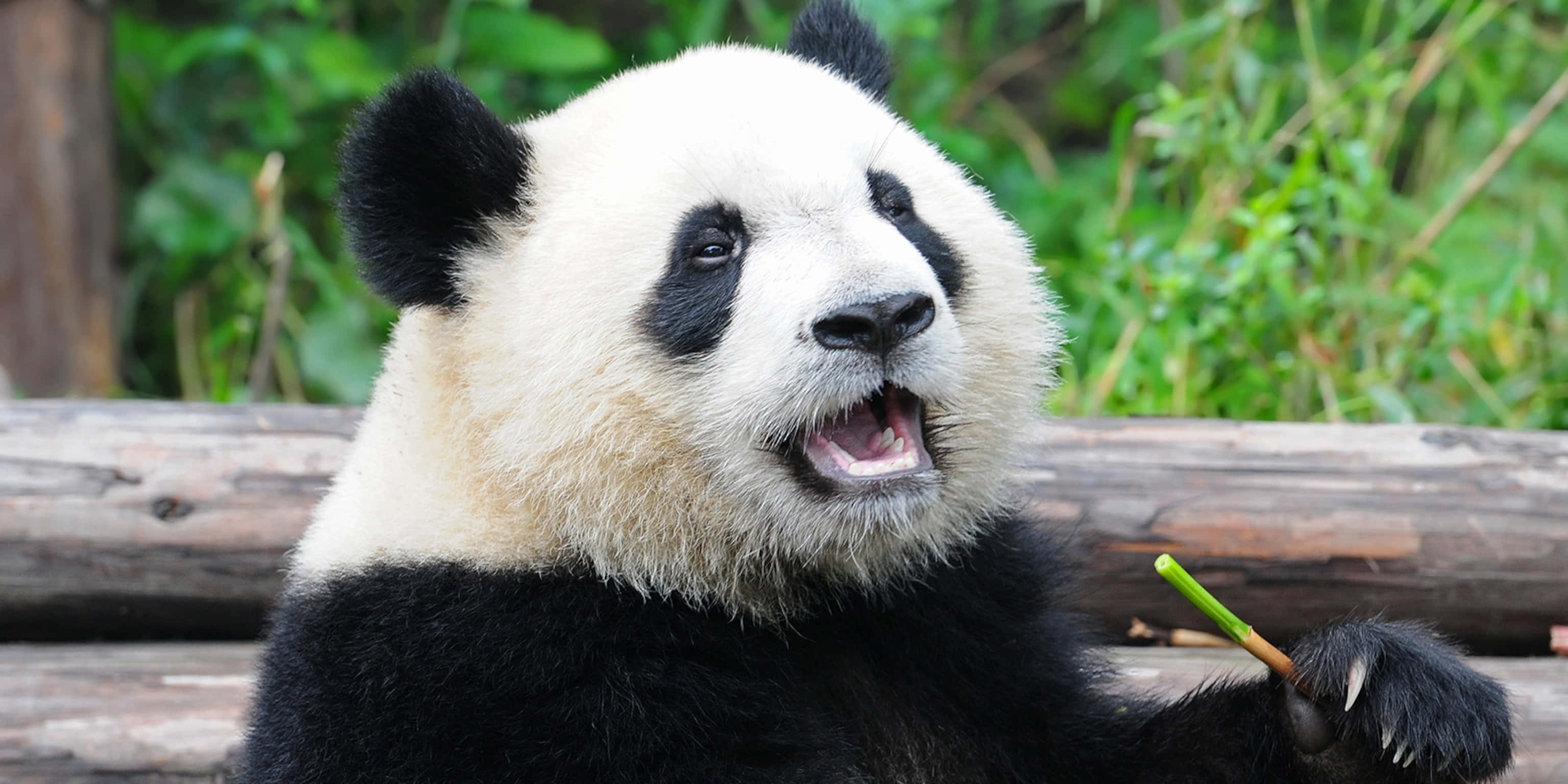 Panda Gigante Abriendo la Boca Fondos de pantalla