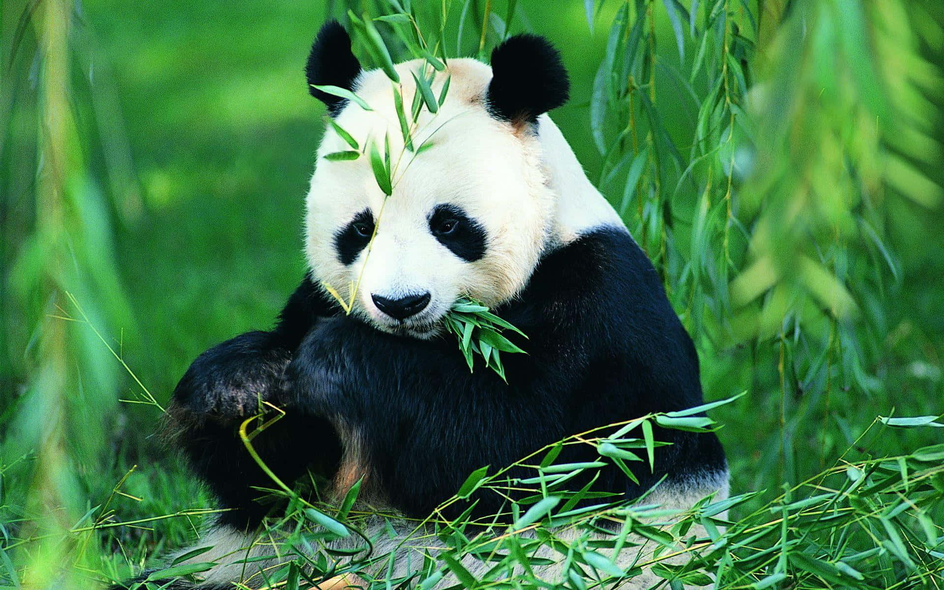 Panda Gigante Comiendo Hojas