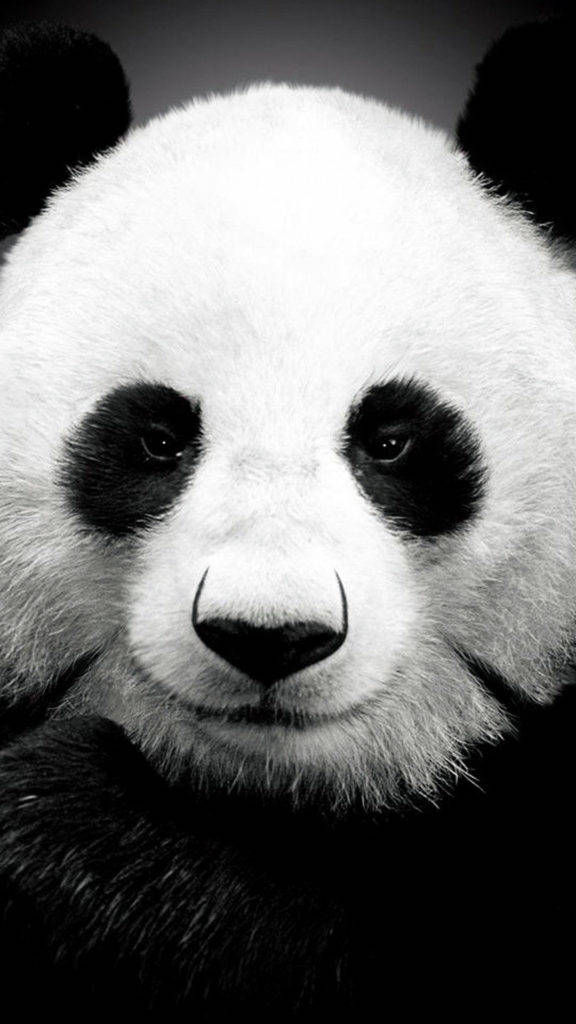 Panda Gigante iPhone 6 Fondos de pantalla