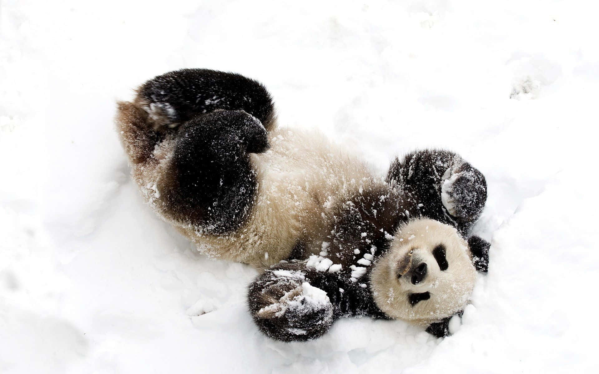 Panda lindo jugando en la nieve, imagen divertida Fondos de pantalla