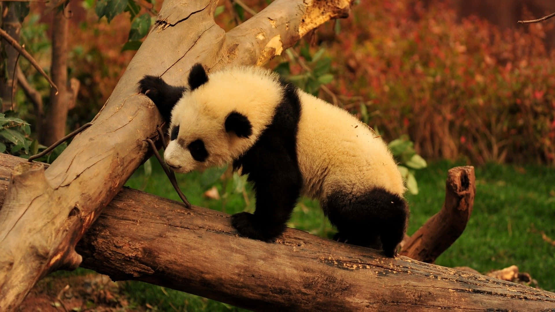 Panda Relajado Sentado en un Tronco Caído Fondos de pantalla
