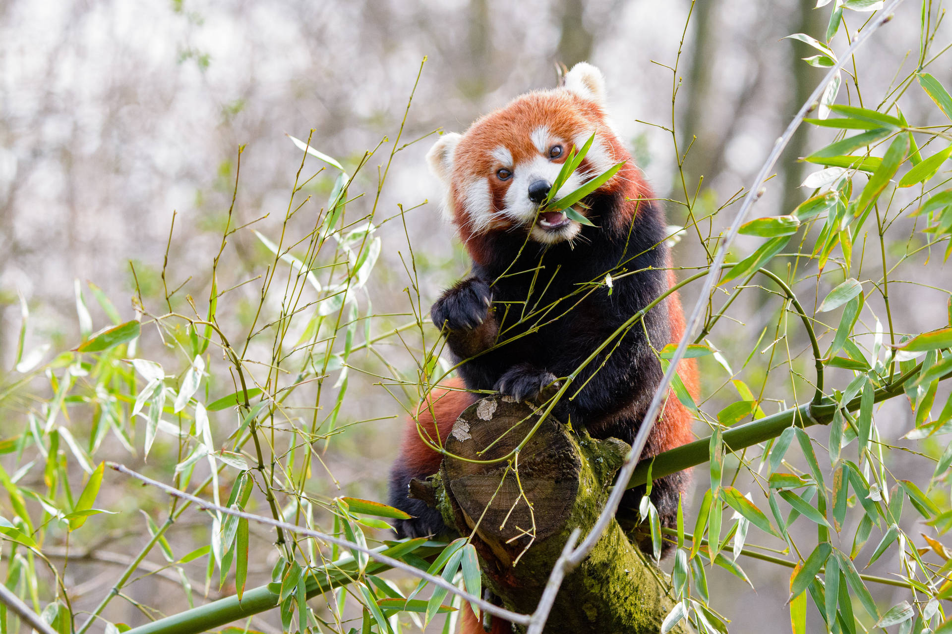 Panda rojo comiendo bambú Fondos de pantalla