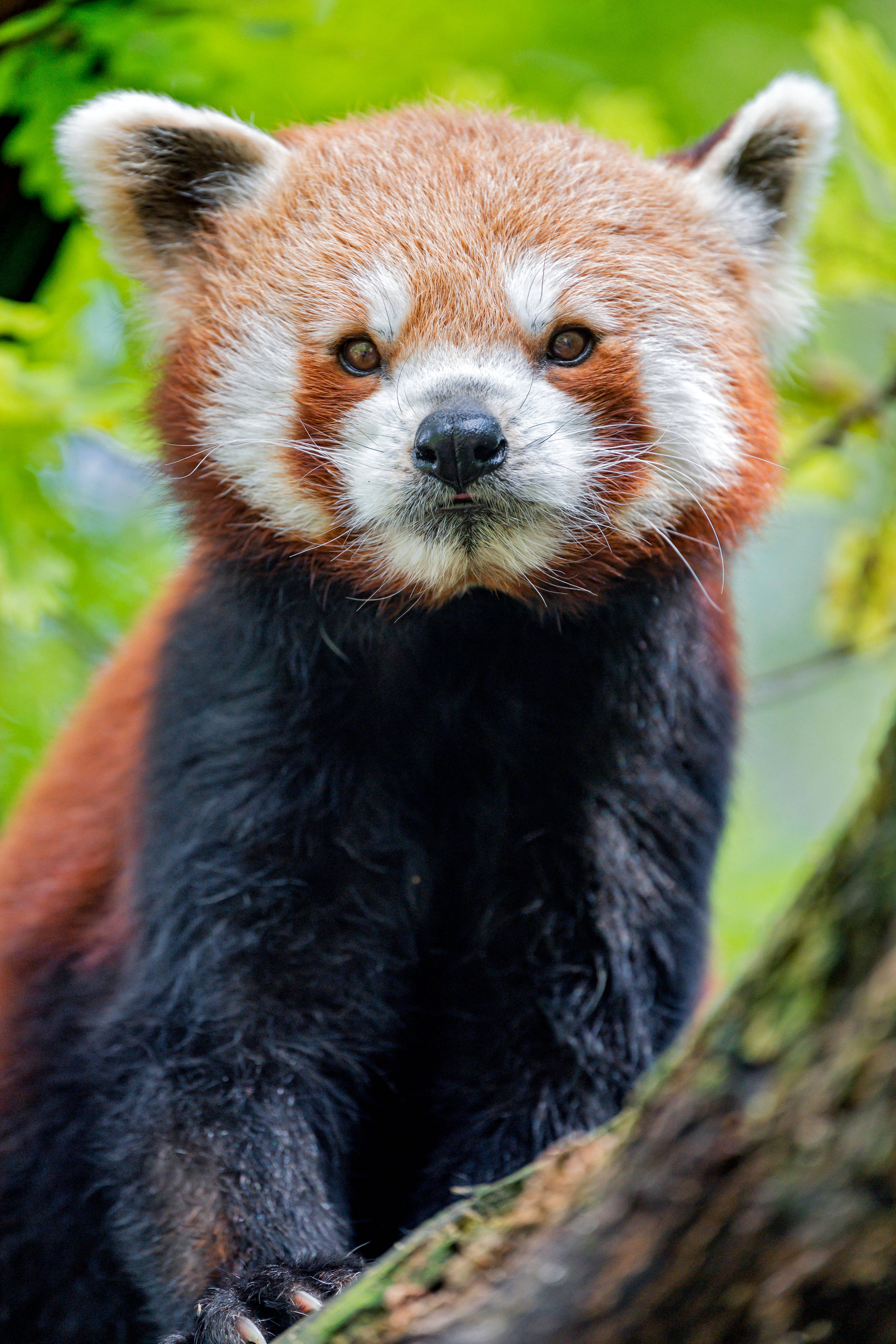 Panda rojo joven móvil Fondos de pantalla