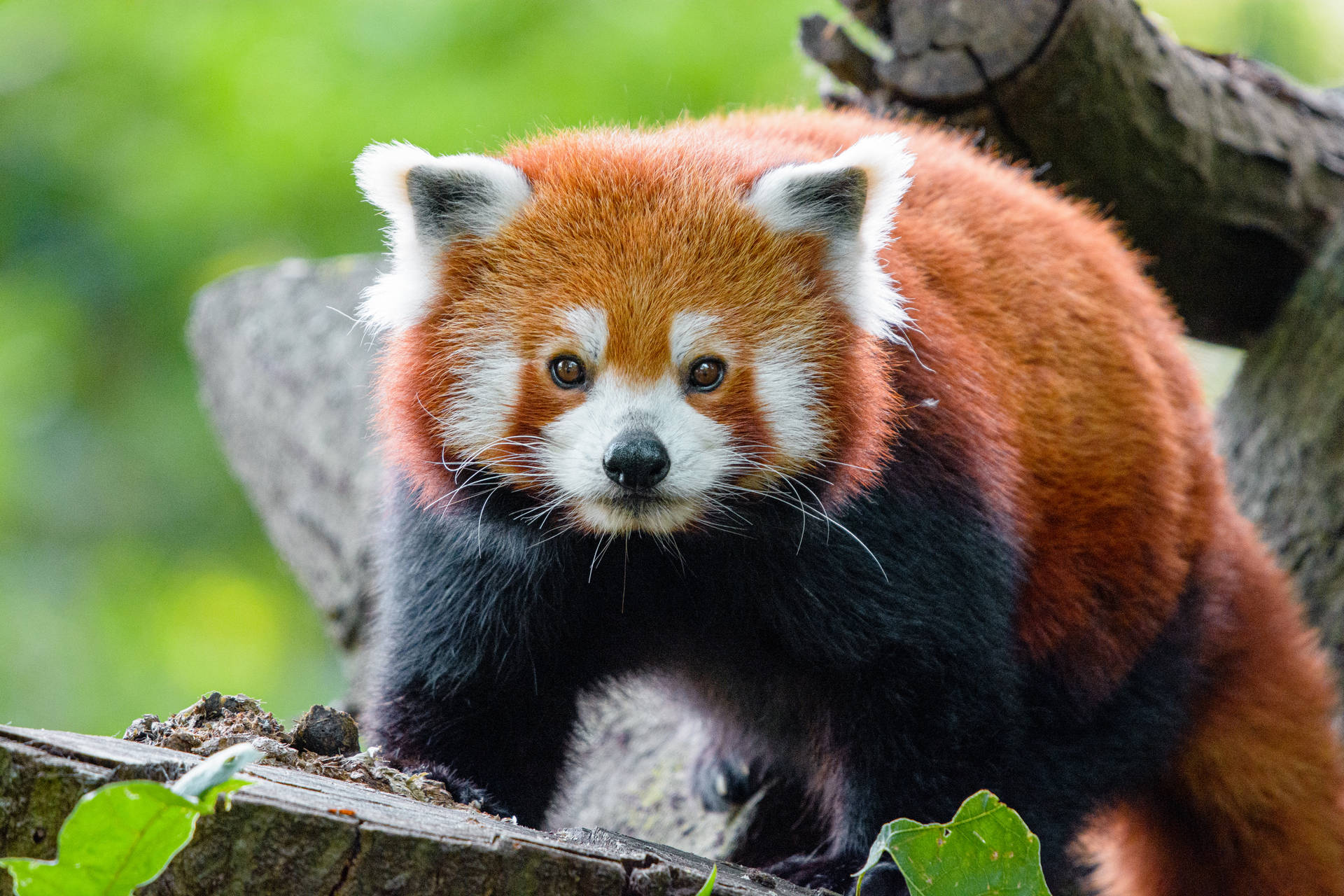 Fondo de pantalla de panda rojo sobre tronco de árbol.