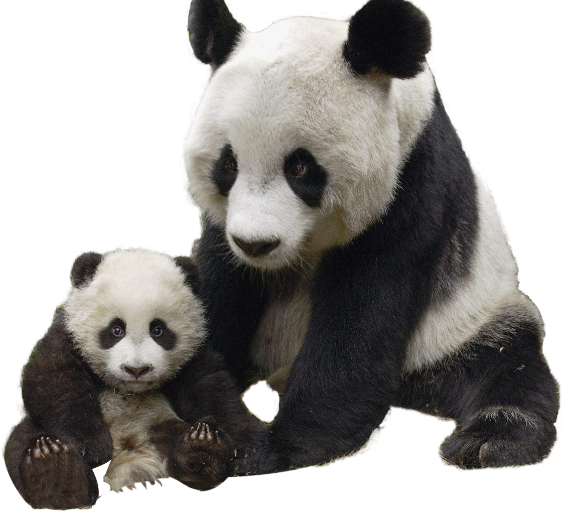 Panda y su cría juntos Fondos de pantalla