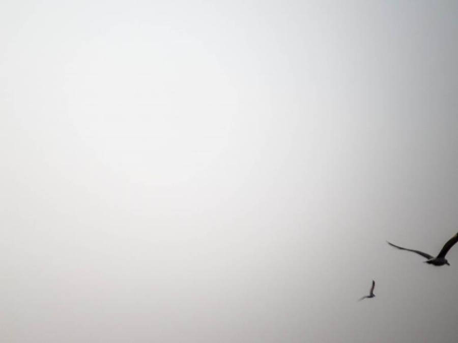 Pantalla blanca con pájaros Fondos de pantalla