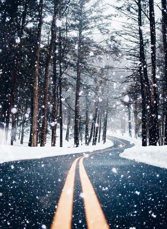 Paraíso Invernal: Un Sendero Nevado en el Bosque Fondos de pantalla